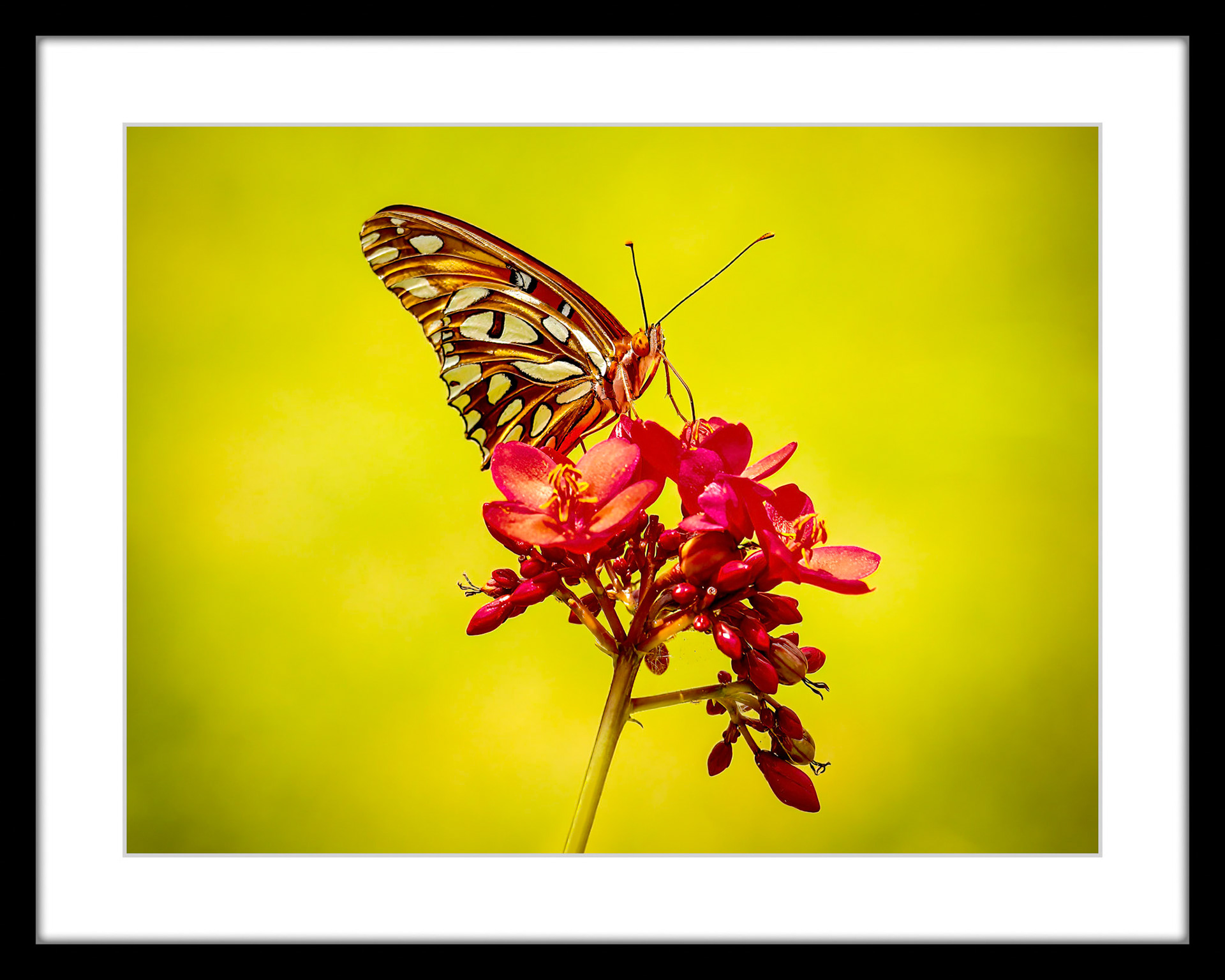 3131 Gulf Fritillary