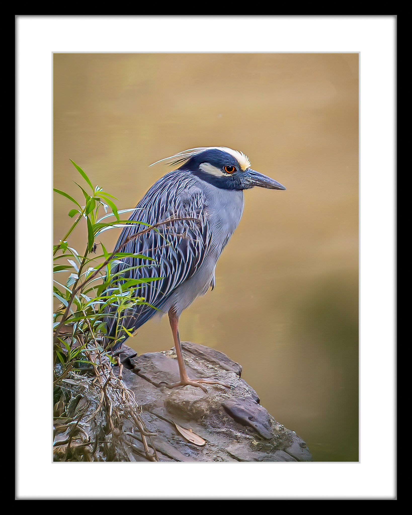 6259 Yellow-Crowned Night-Heron