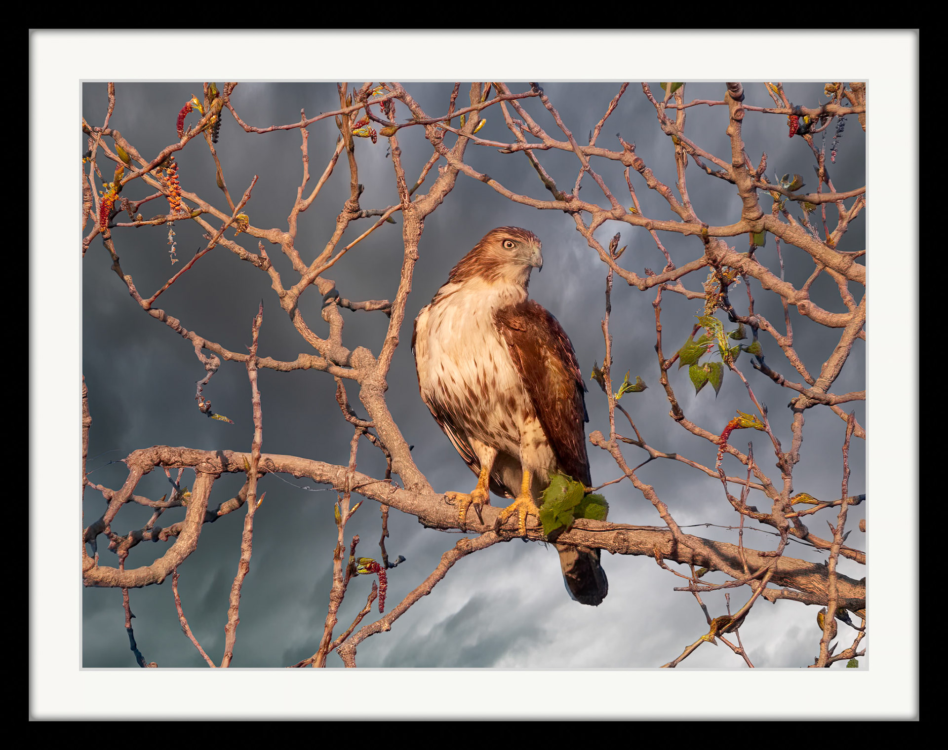 3905 Red-Tailed Hawk
