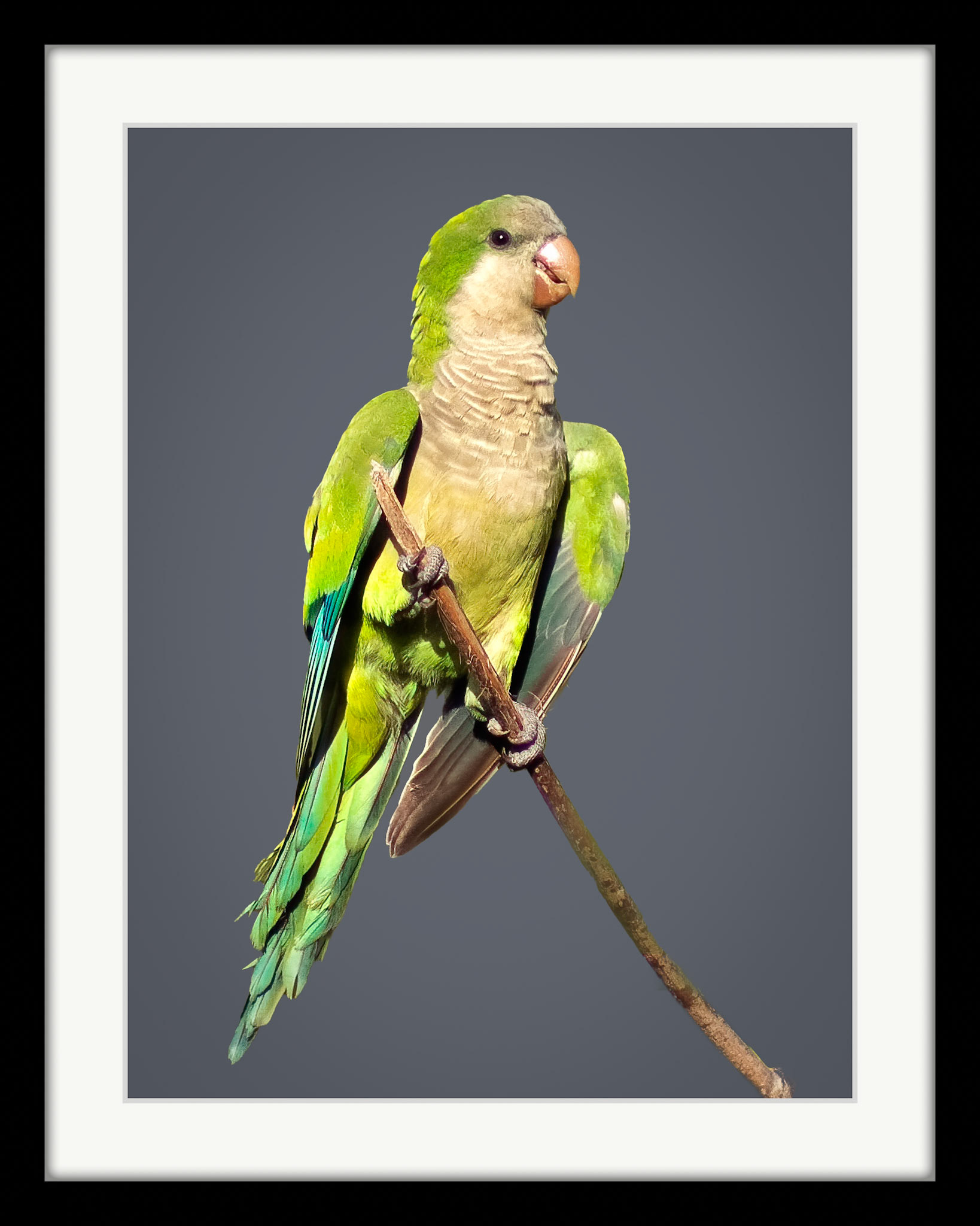 5390 Monk Parakeet