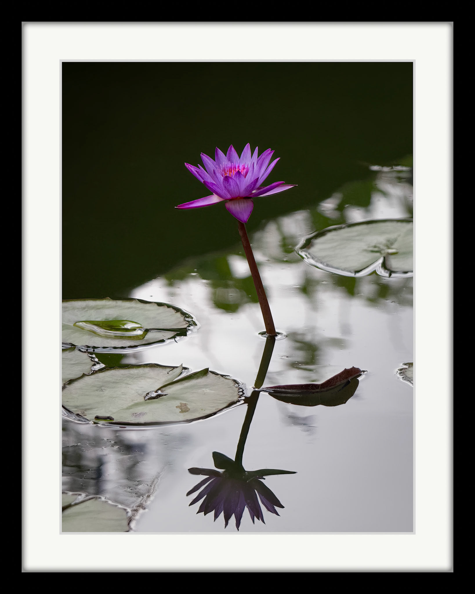 2410 Water Lily