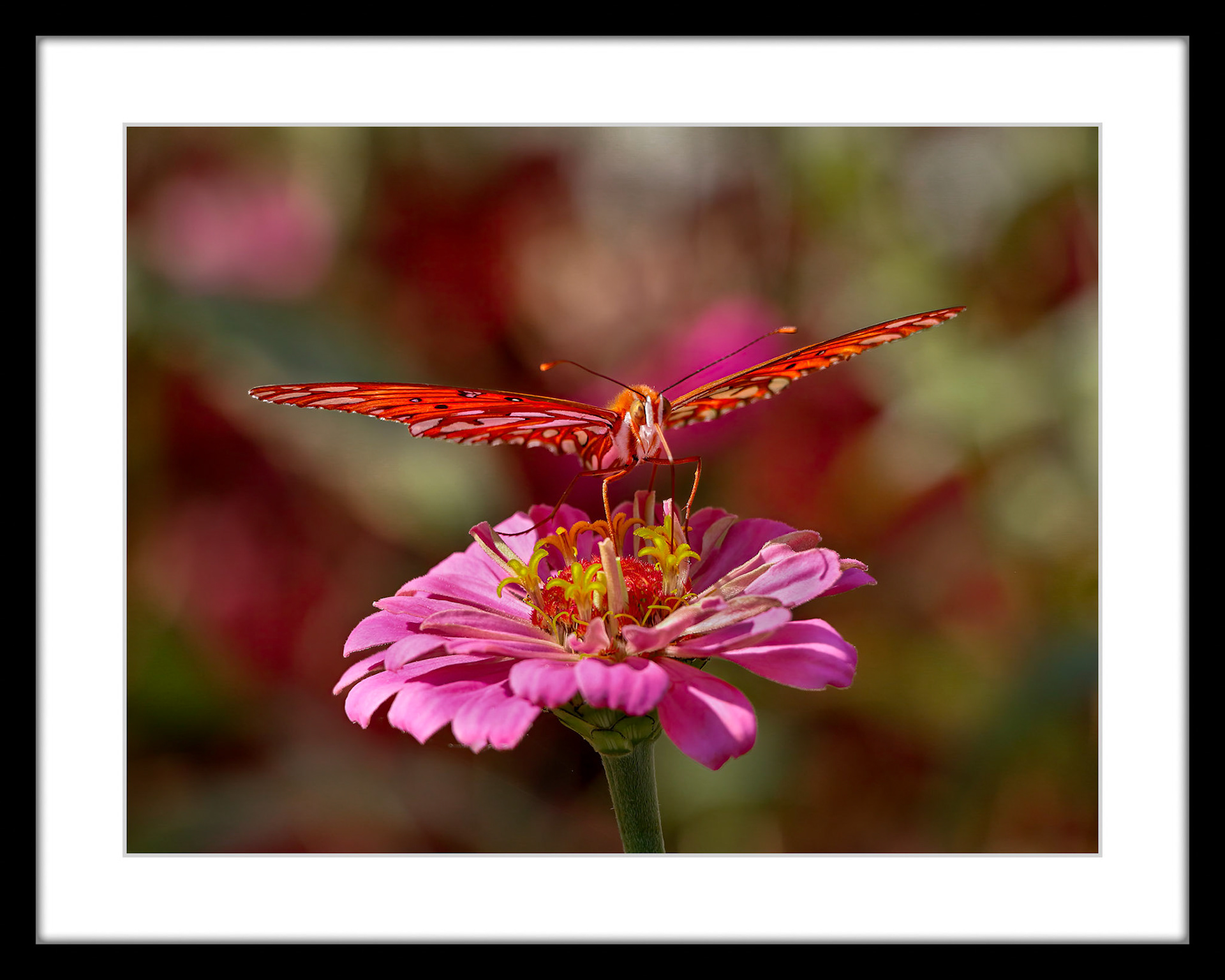 4817 Gulf Fritillary