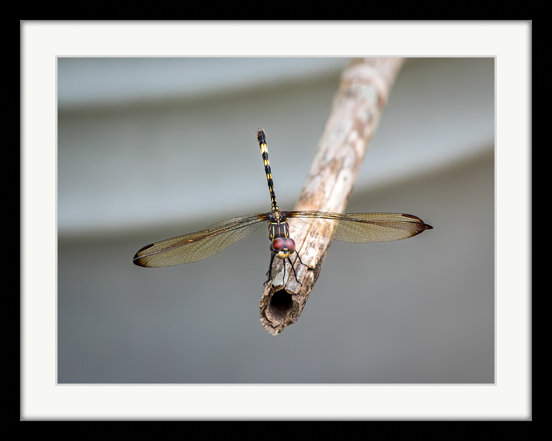 3435 Dragonfly