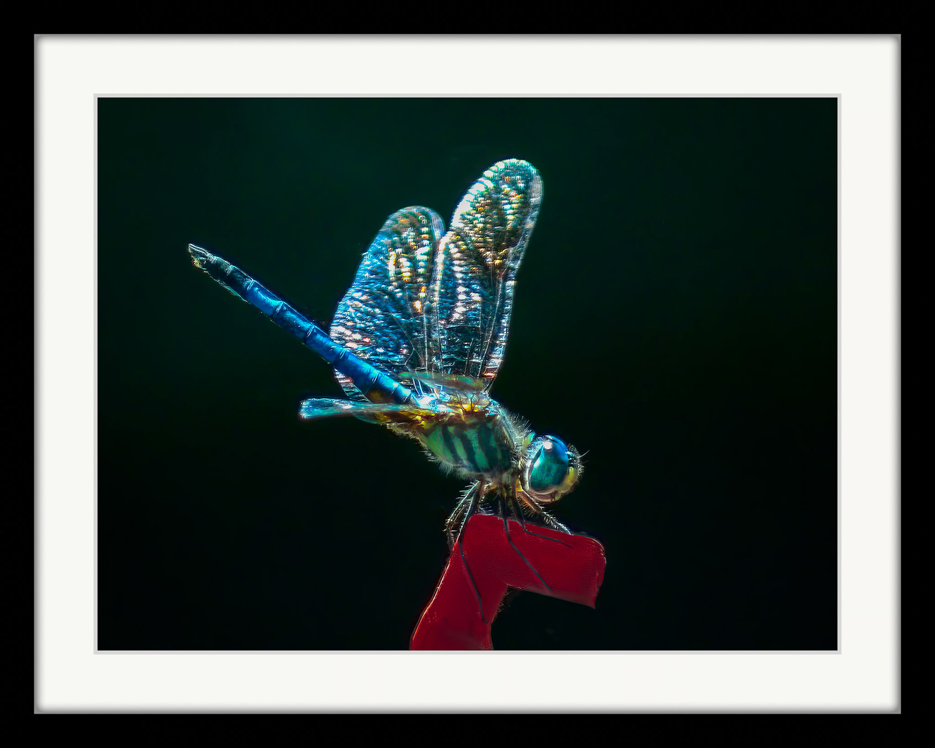 1921 Blue Dasher