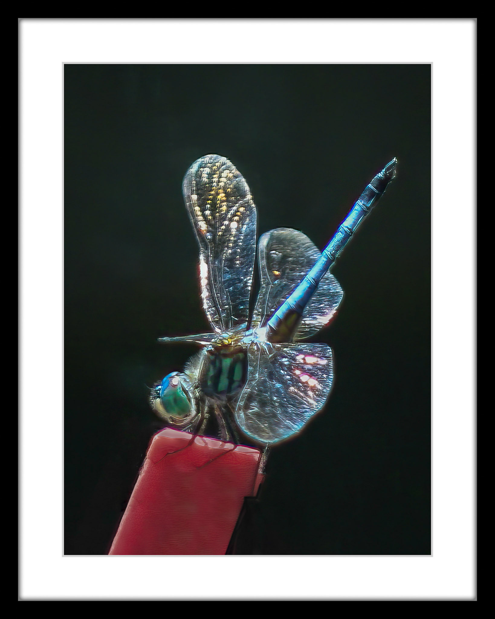 2124 Blue dasher