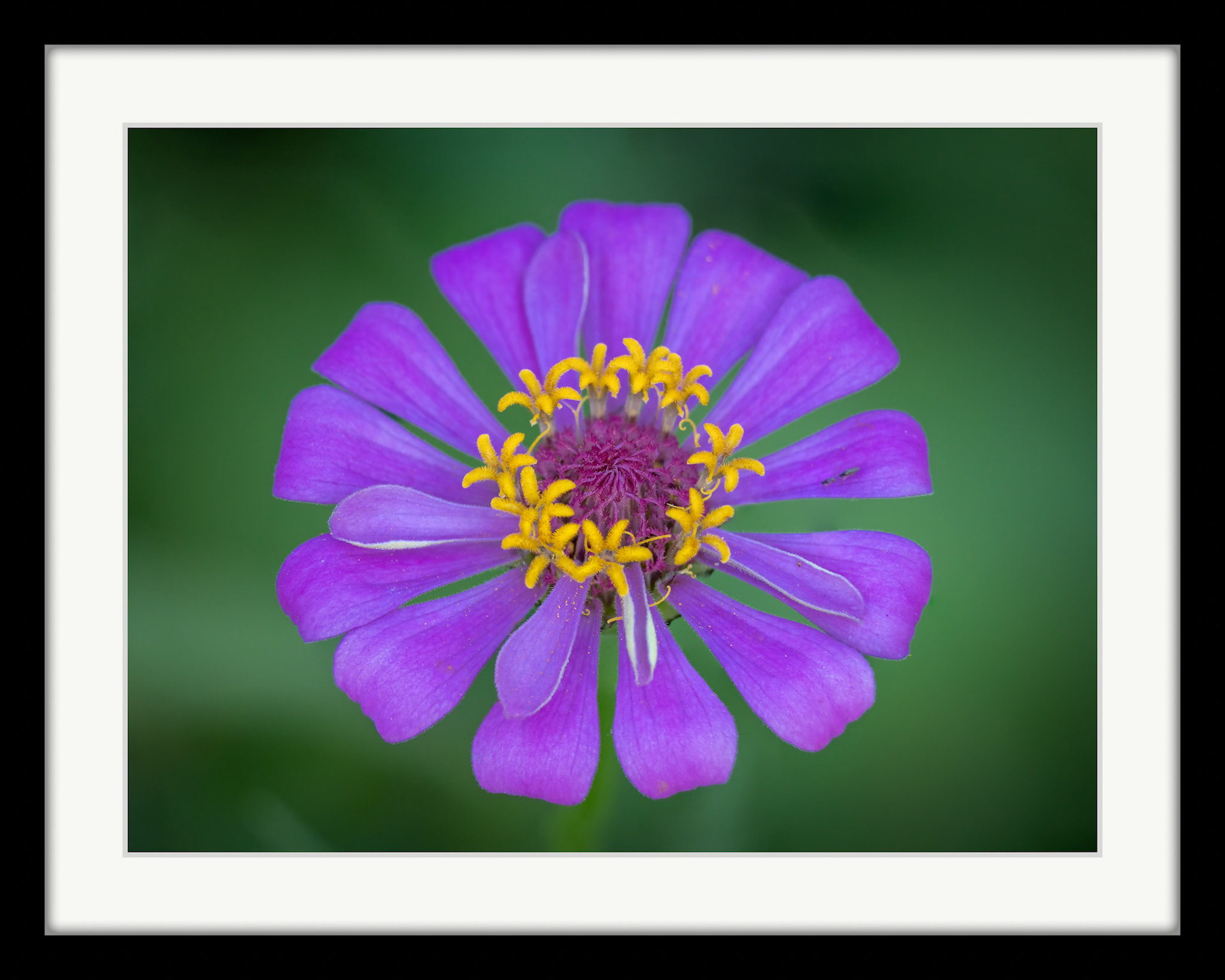 3839 Purple Zinnia