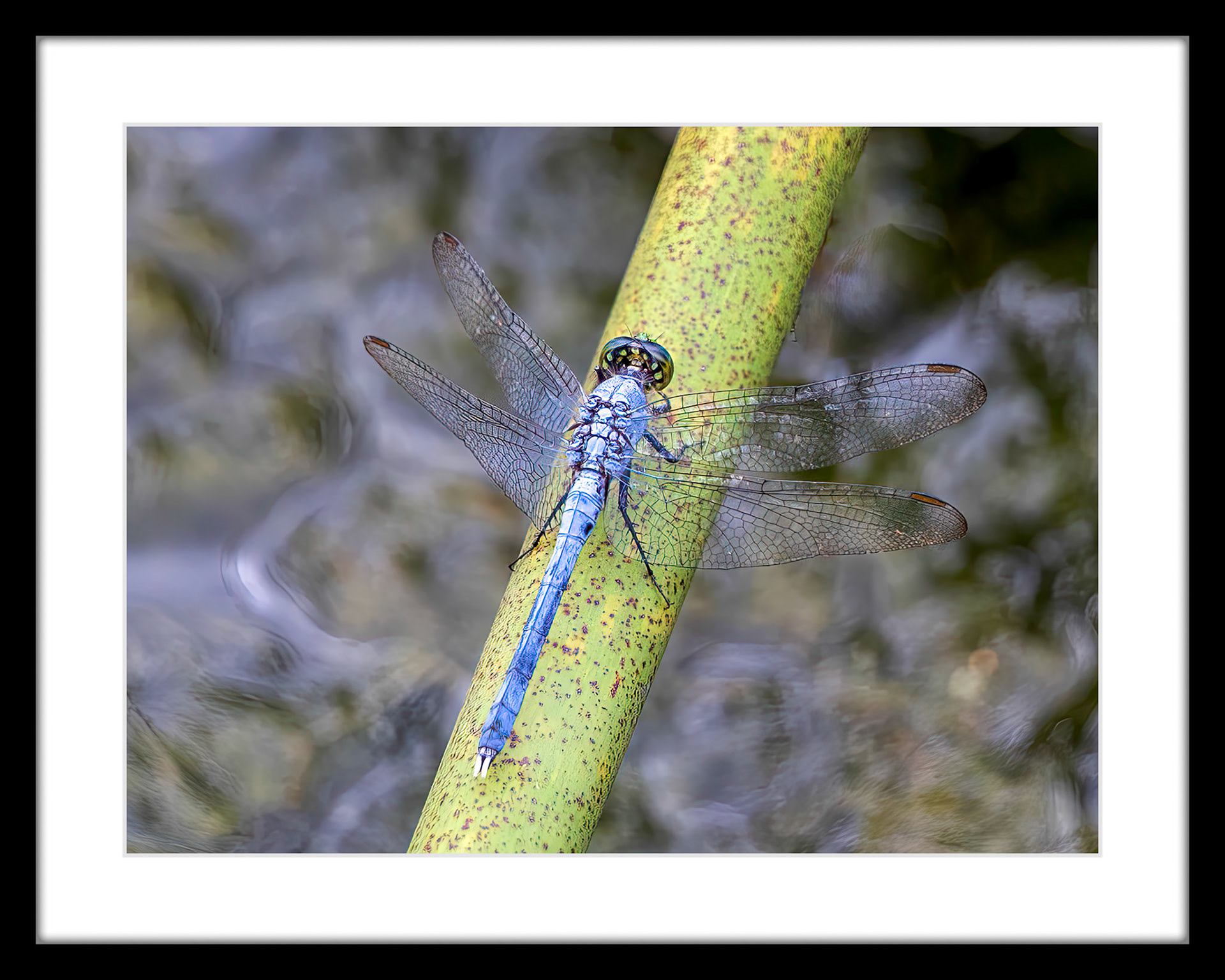 3938 Eastern Pondhawk