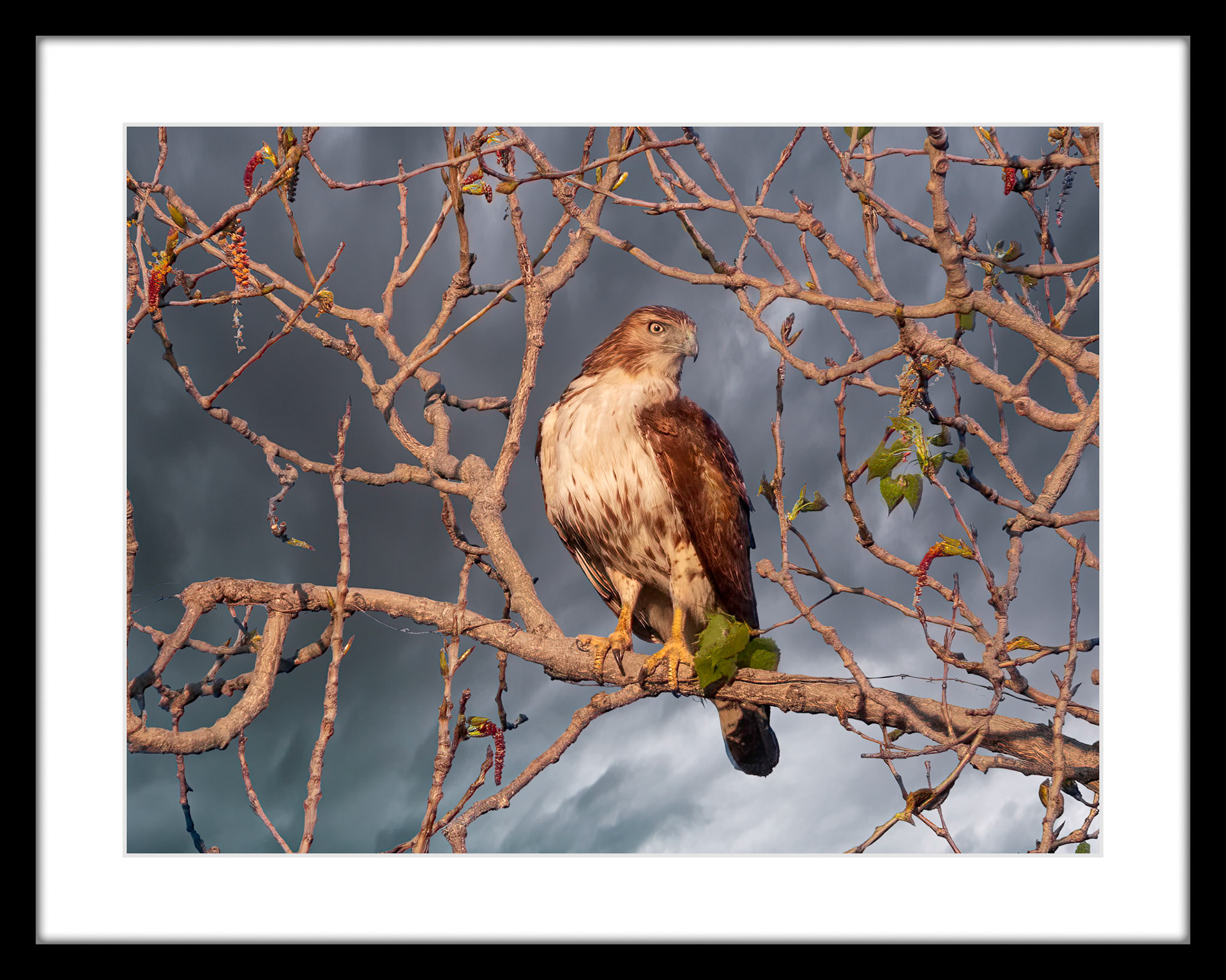 3905 Red-Tailed Hawk