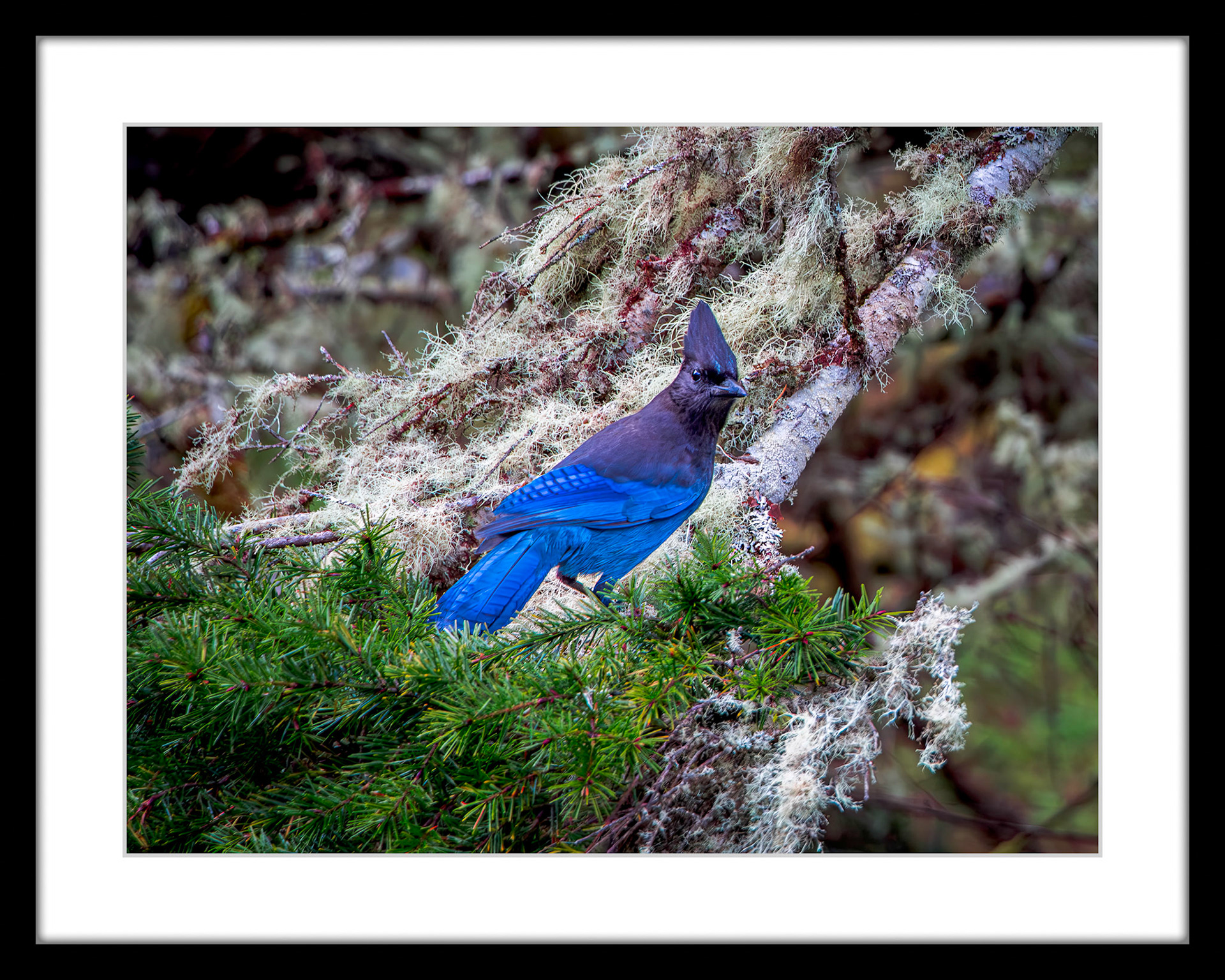 8538 Steller's Jay
