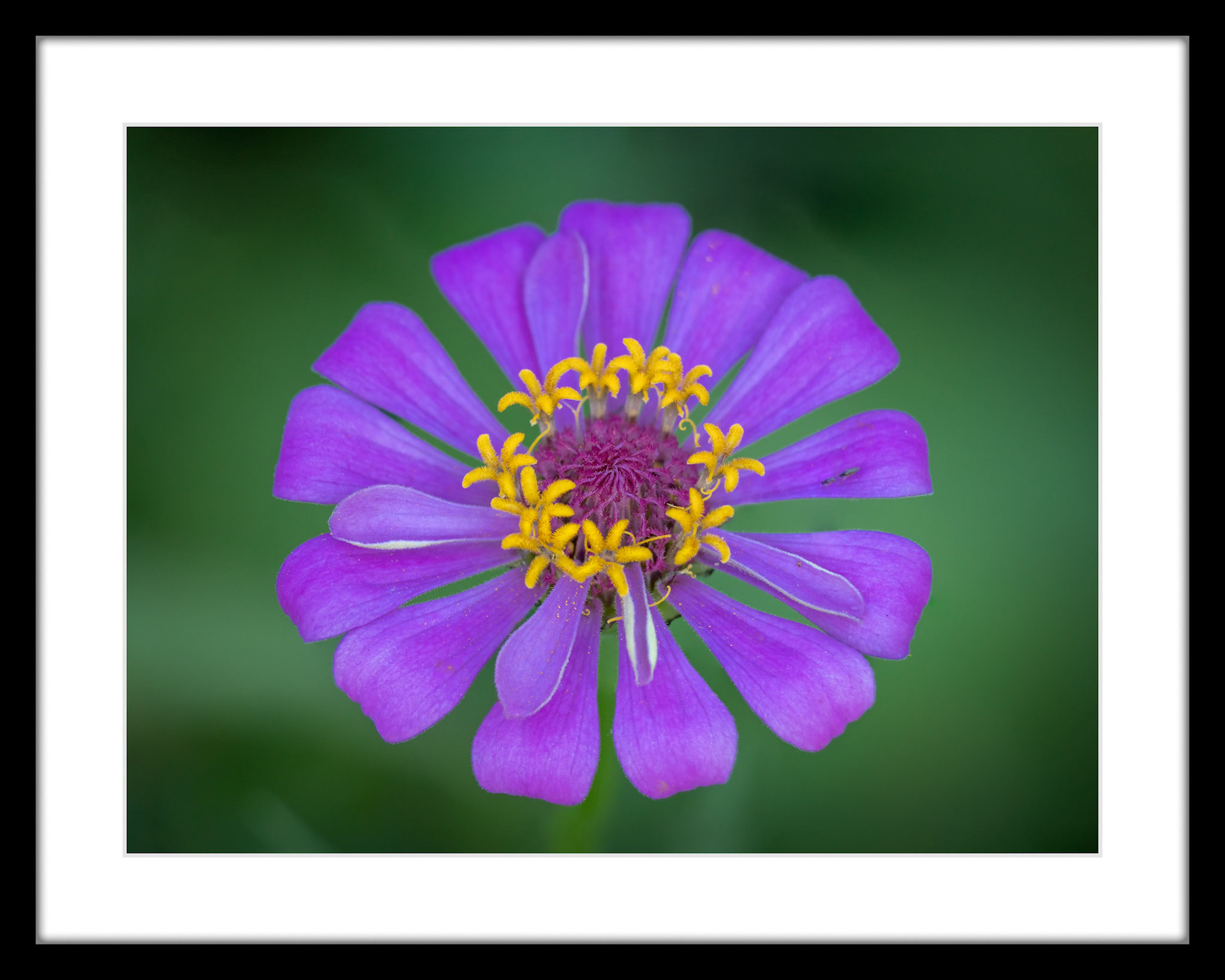 3839 Purple Zinnia