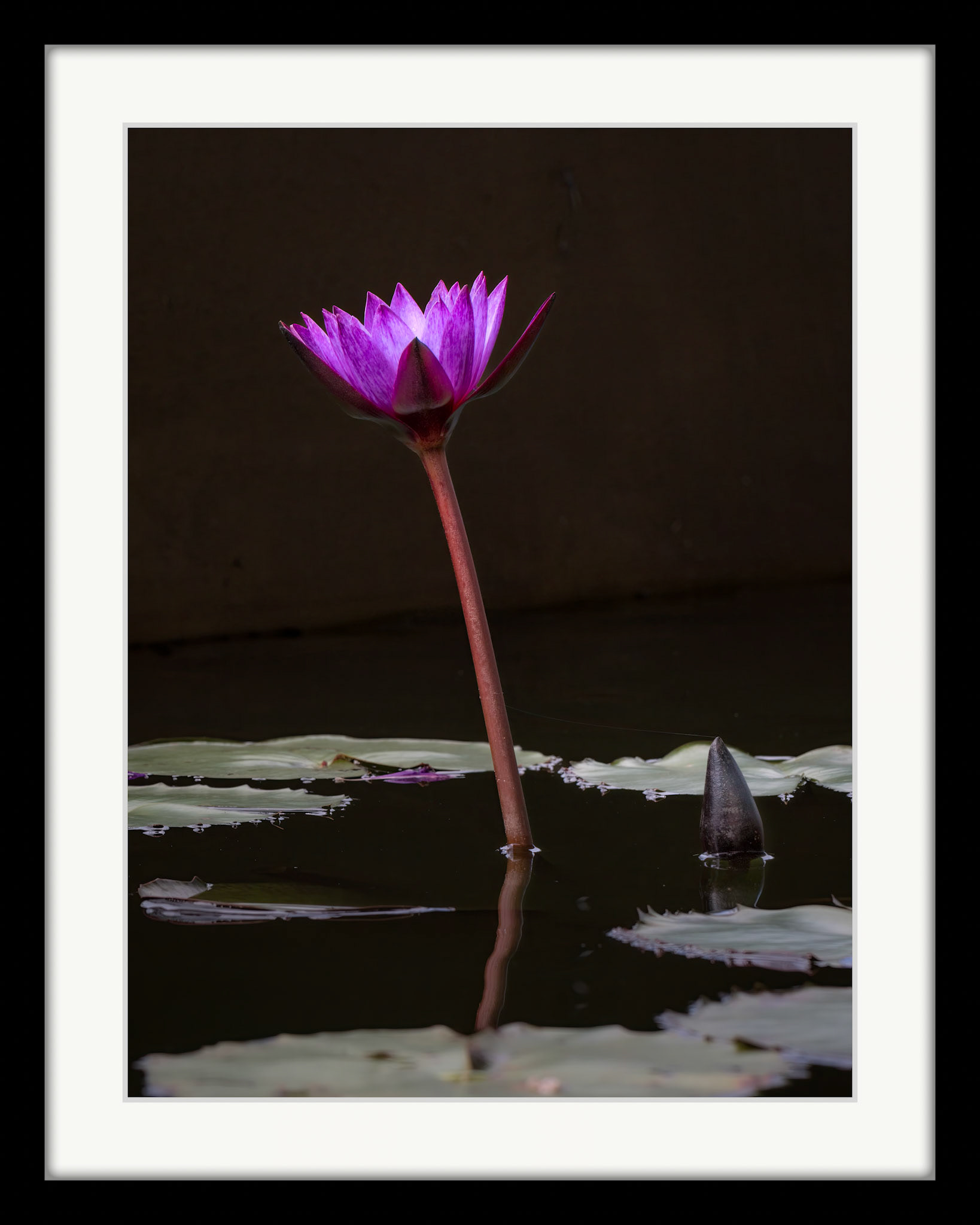 5071 Purple Lily