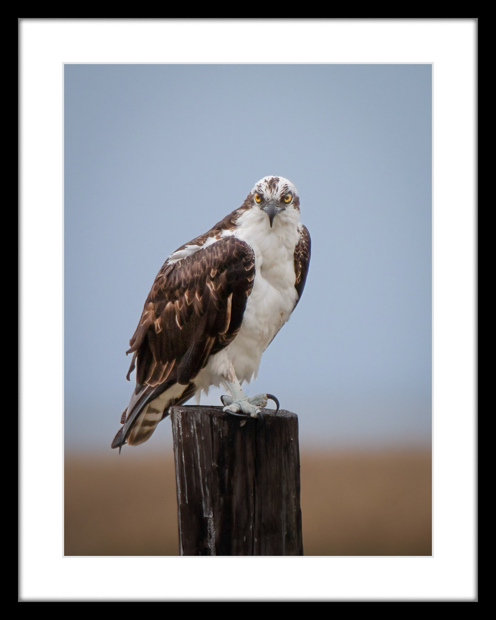 6507 Smiling Osprey