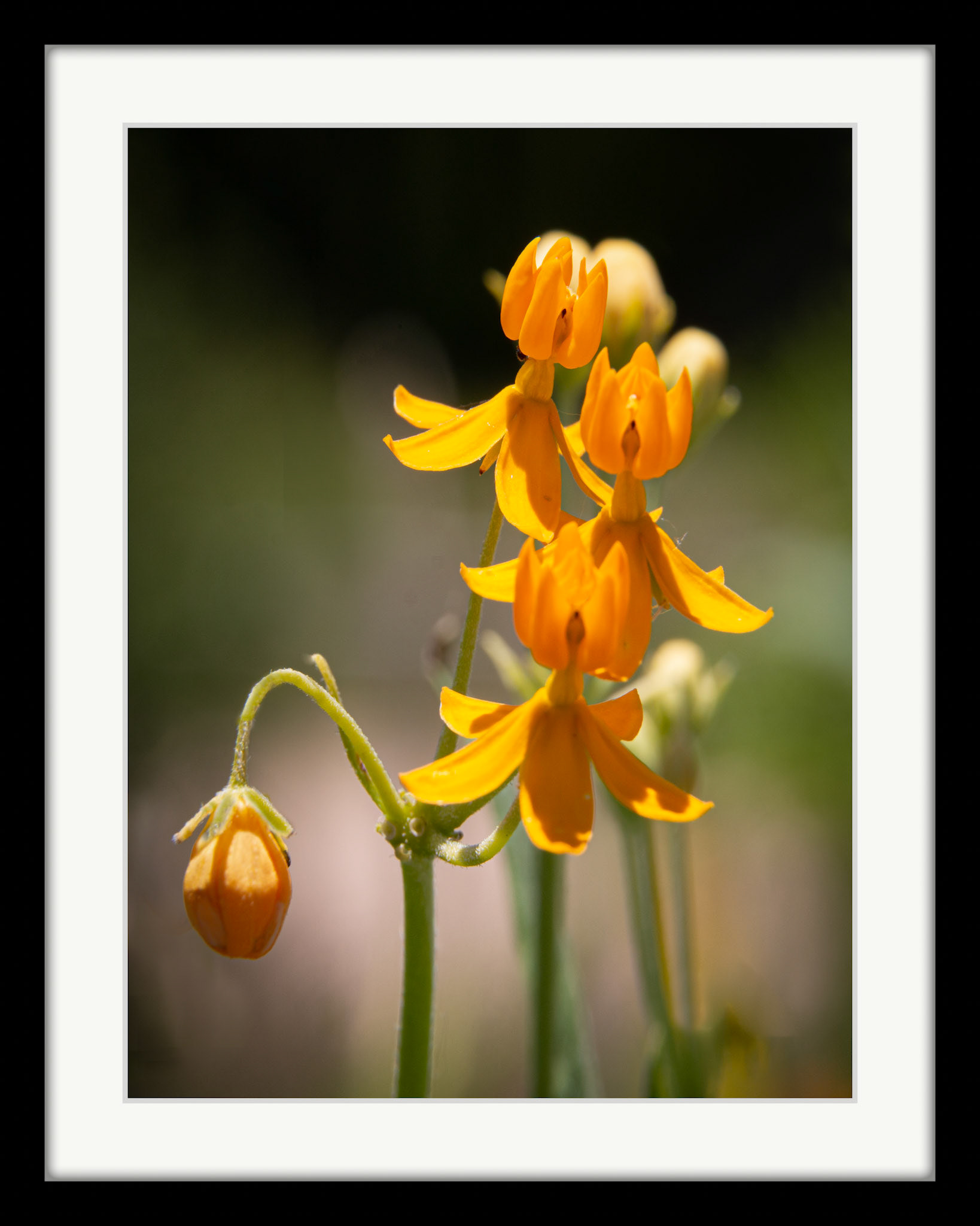 3105 In My Garden