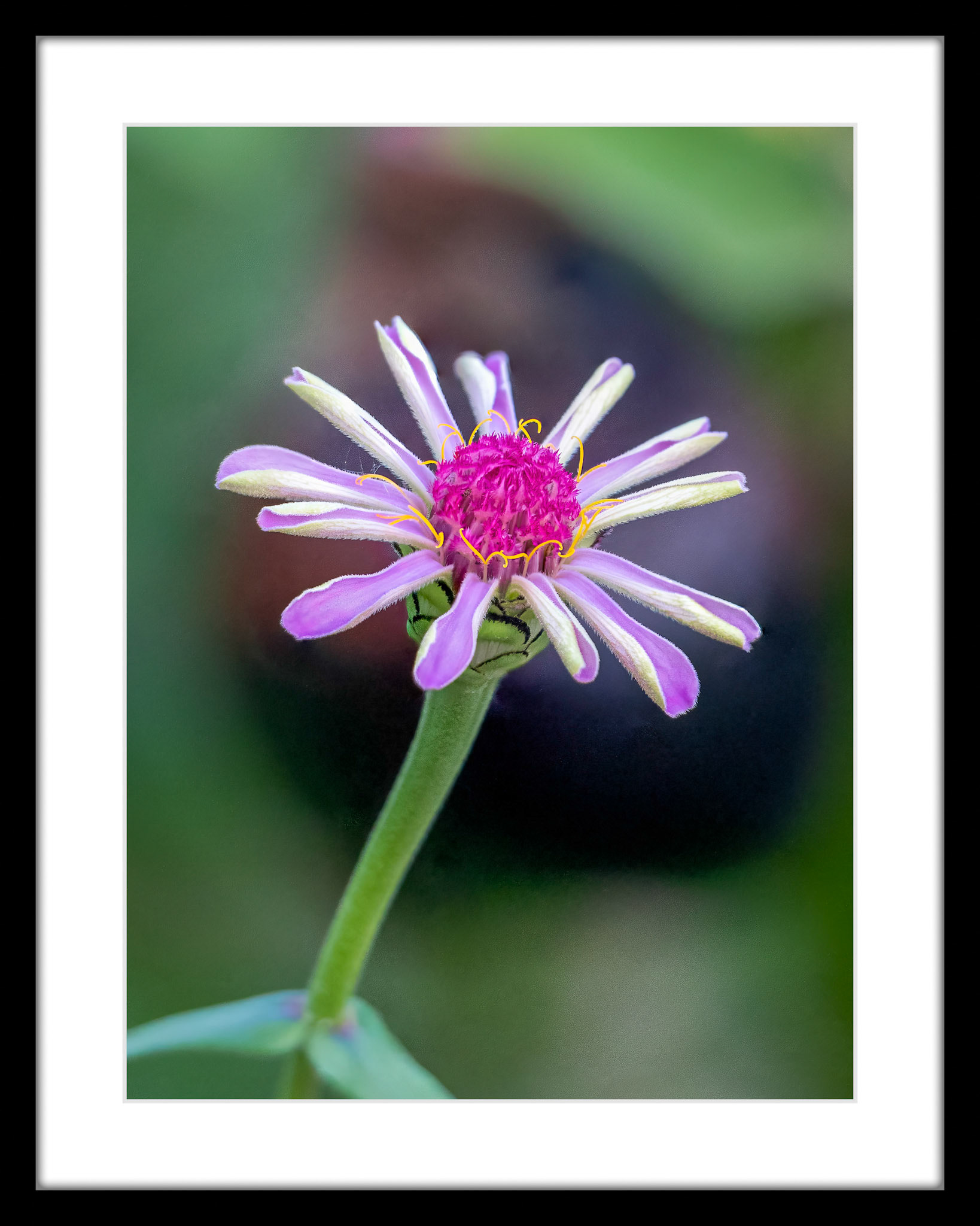 4644 Zinnia