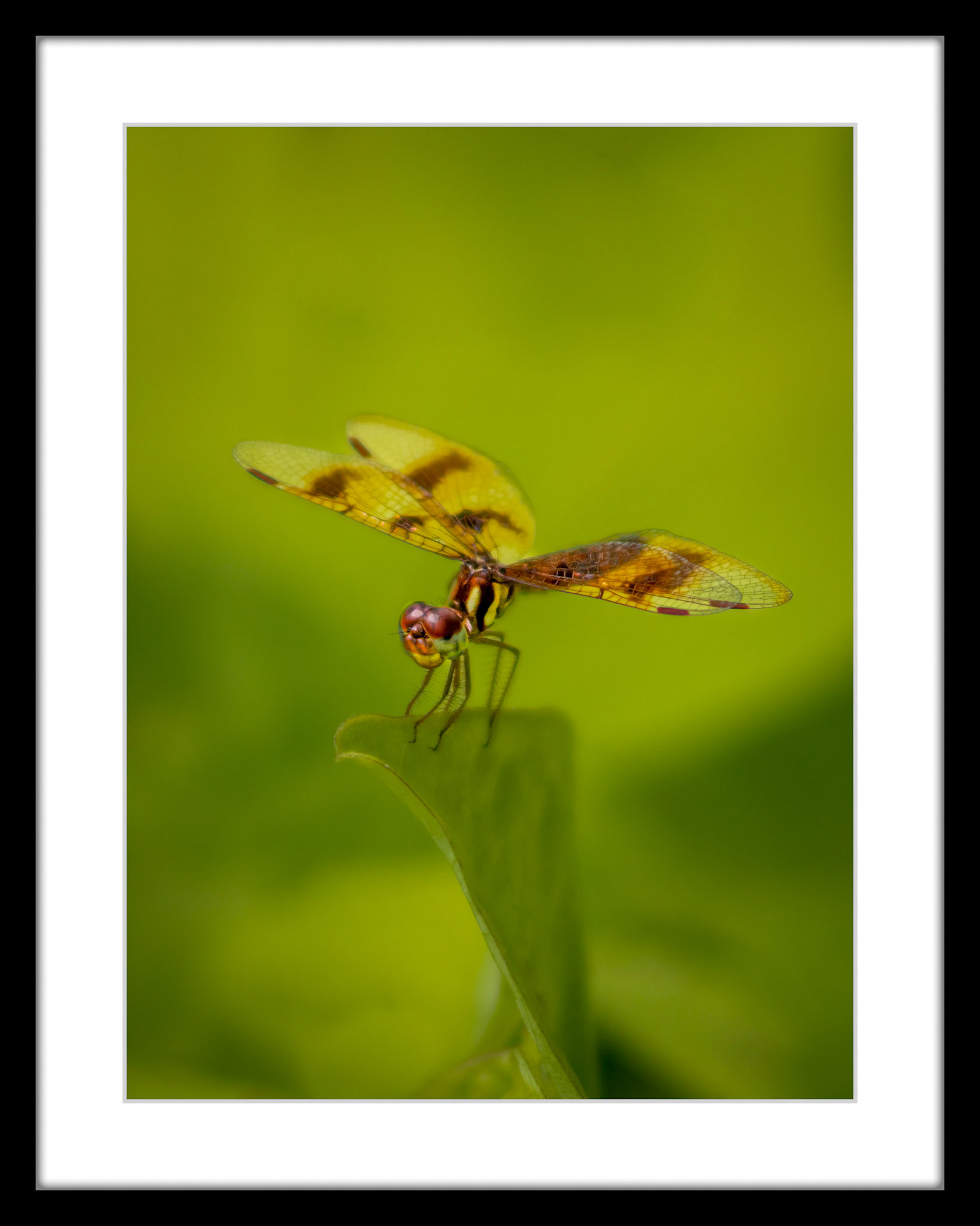 9071 Eastern Amberwing