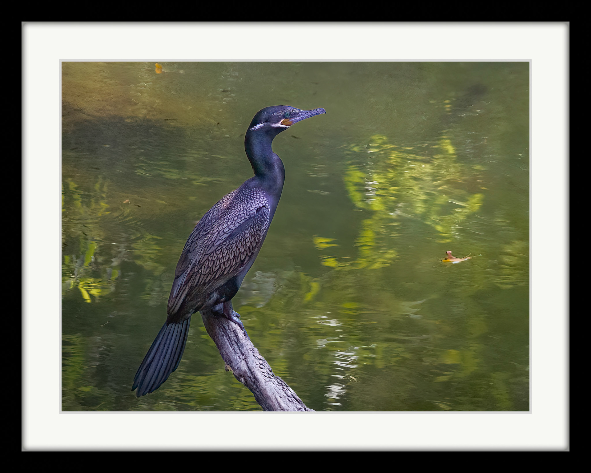2538 Double Crested Cormorant