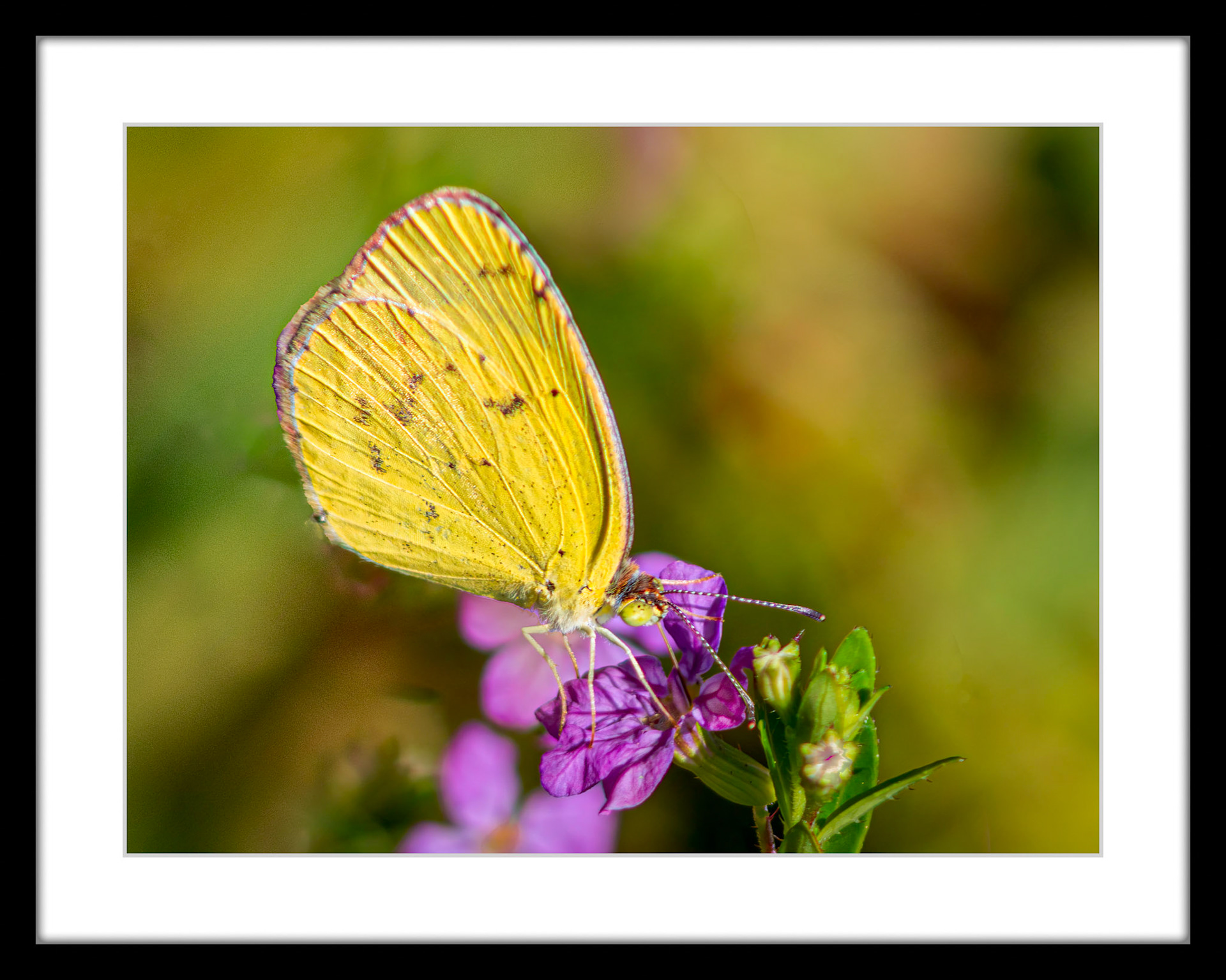 4068 Little Yellow