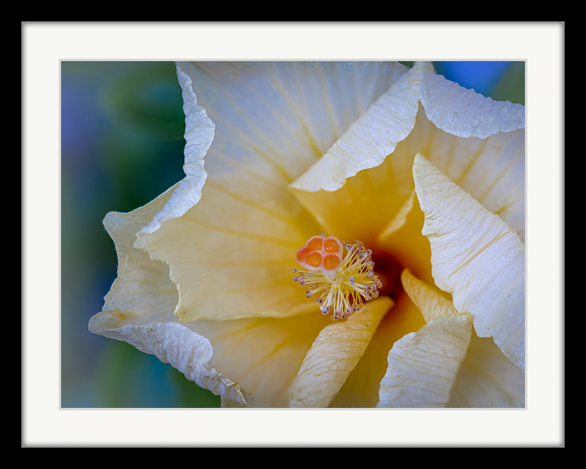 3622 Yellow Hibiscus