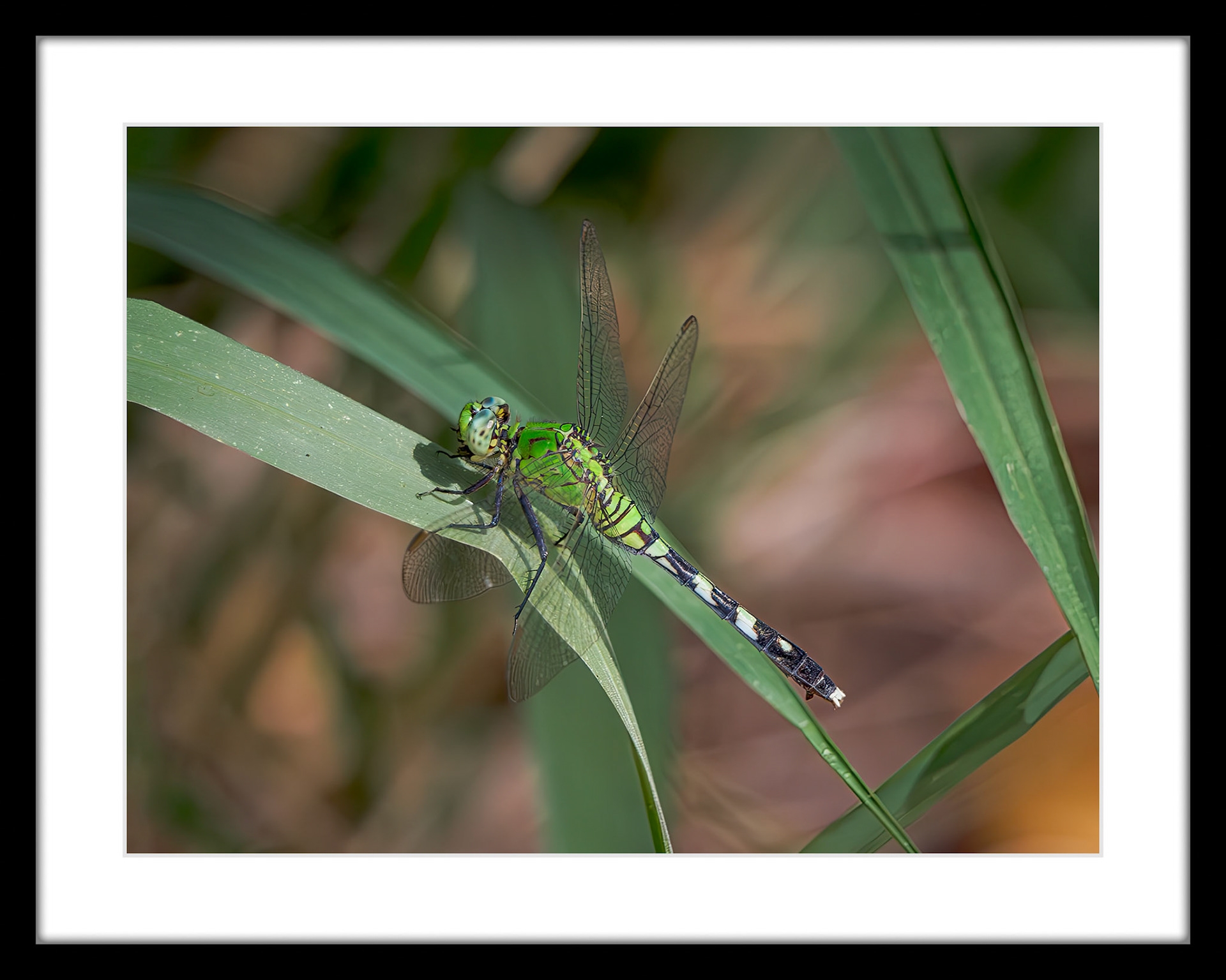 1574 Eastern Pondhawk