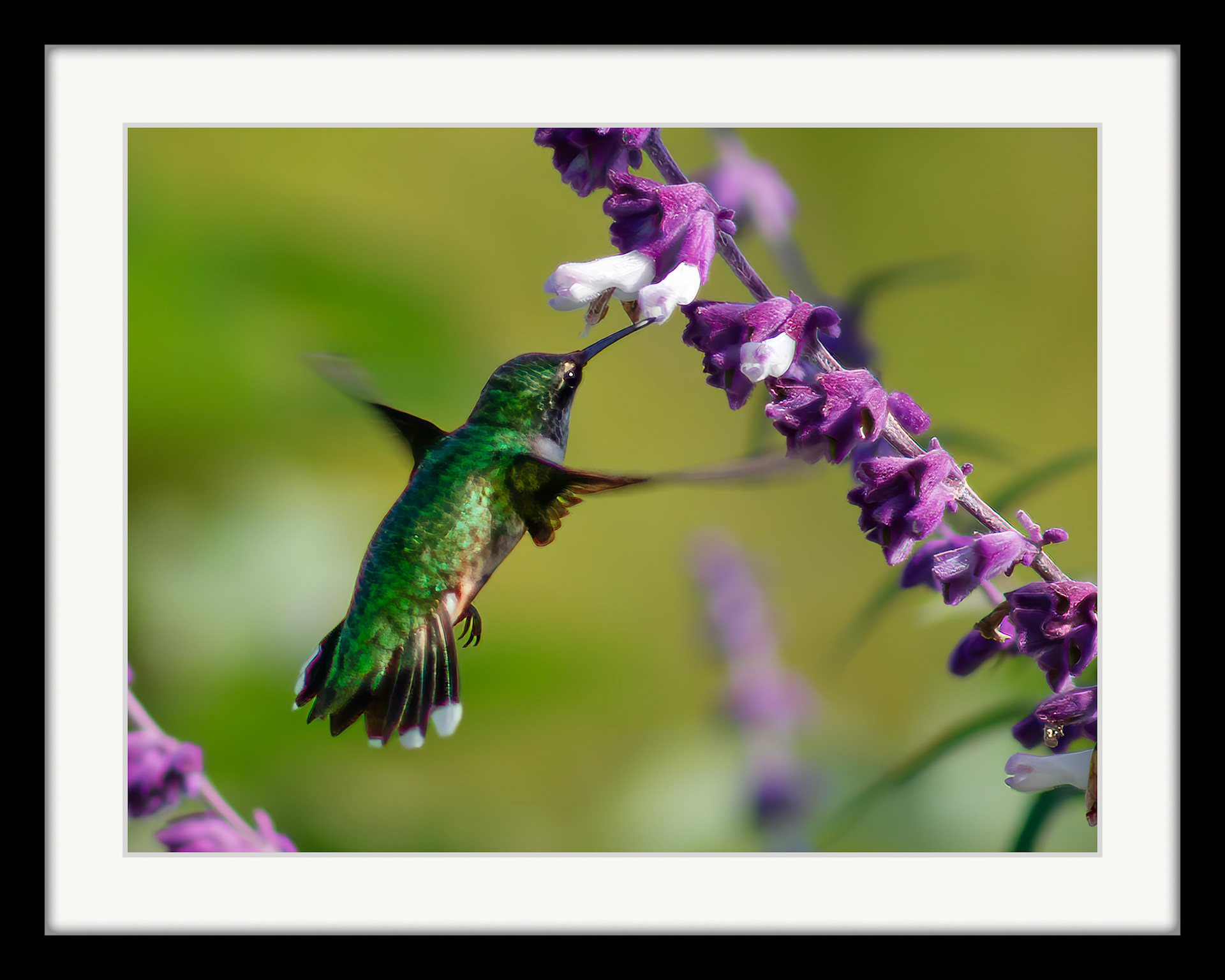 3843 Ruby-throated Hummingbird