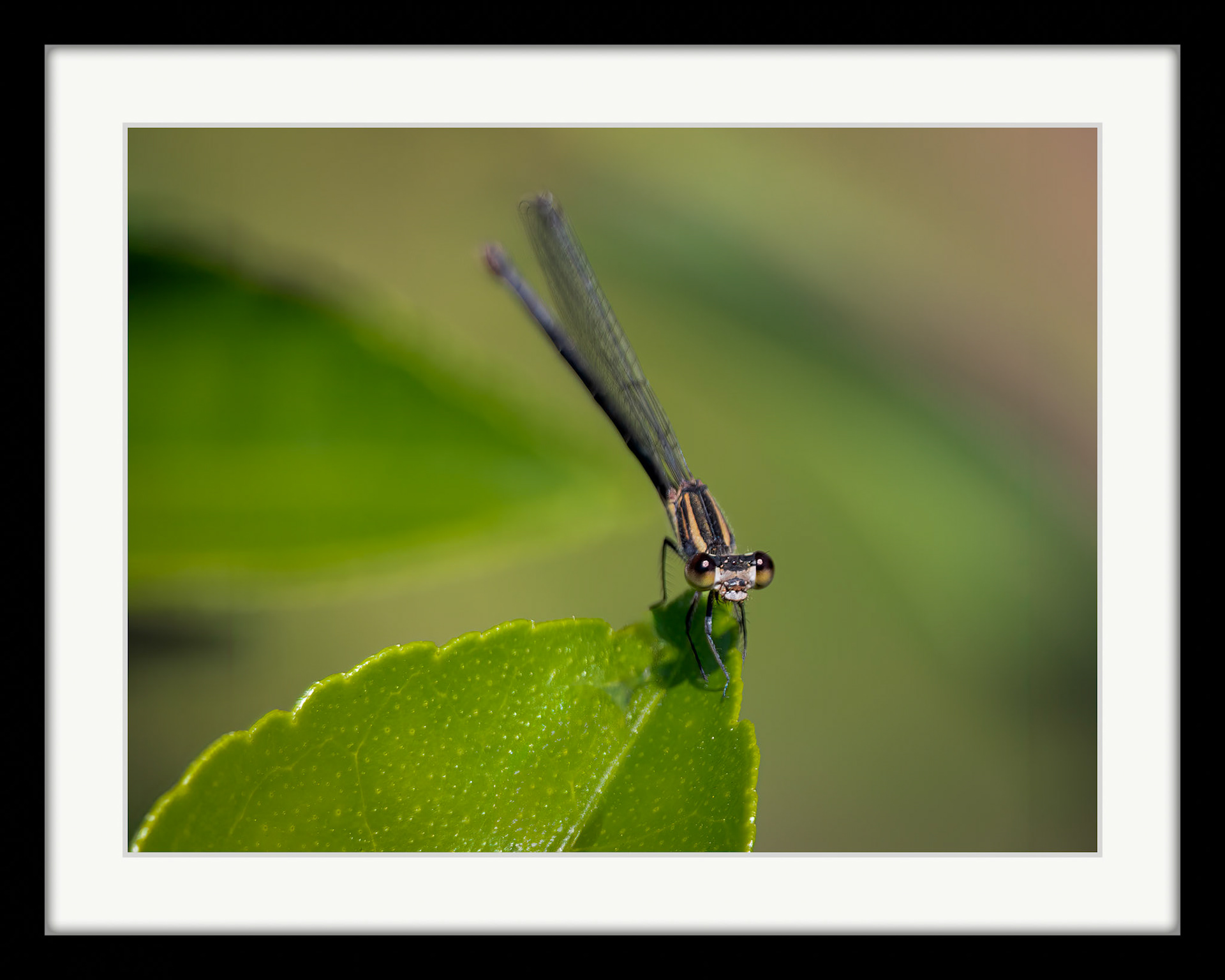 3768 Damselfly