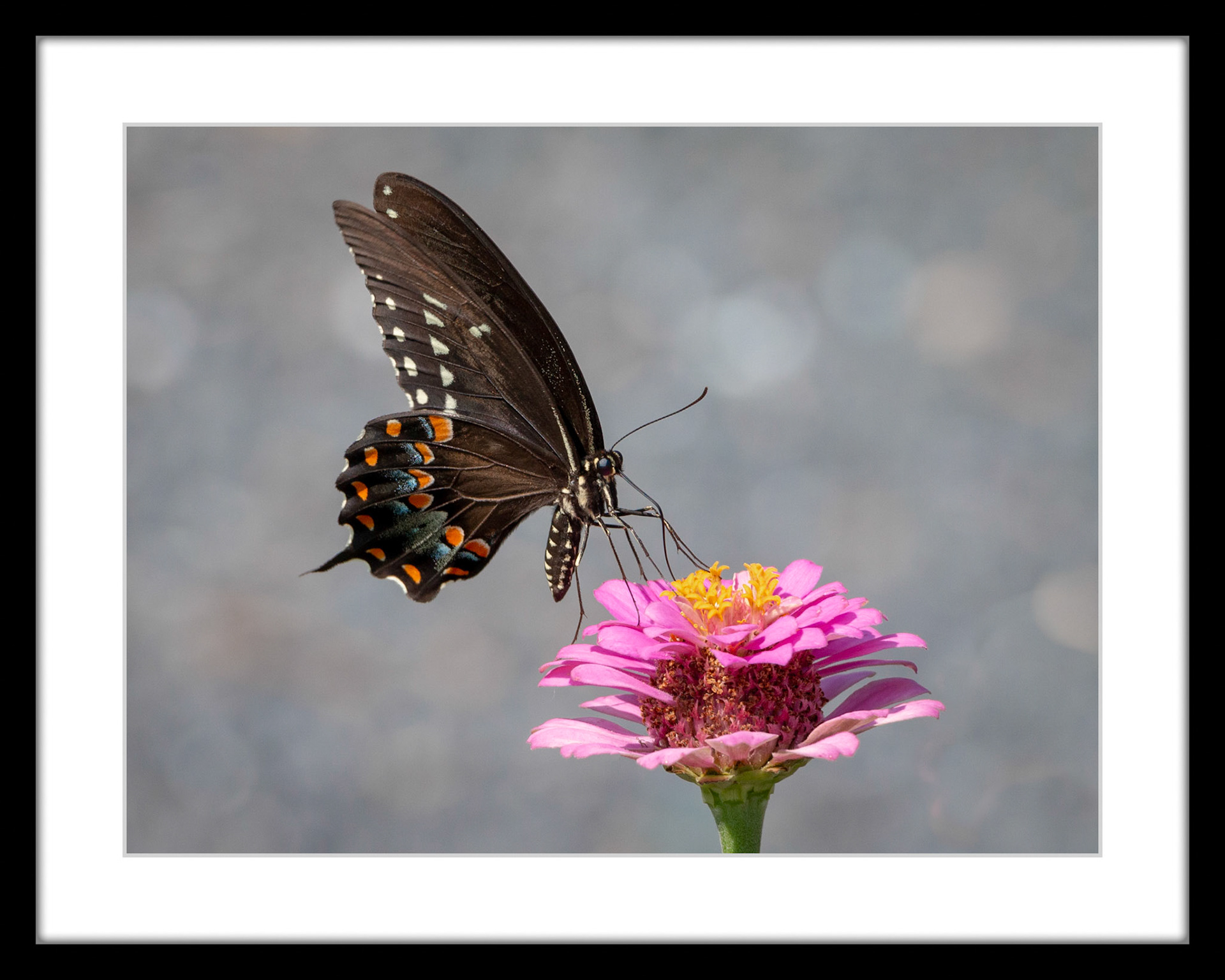 8627 Spicebush Swallowtail