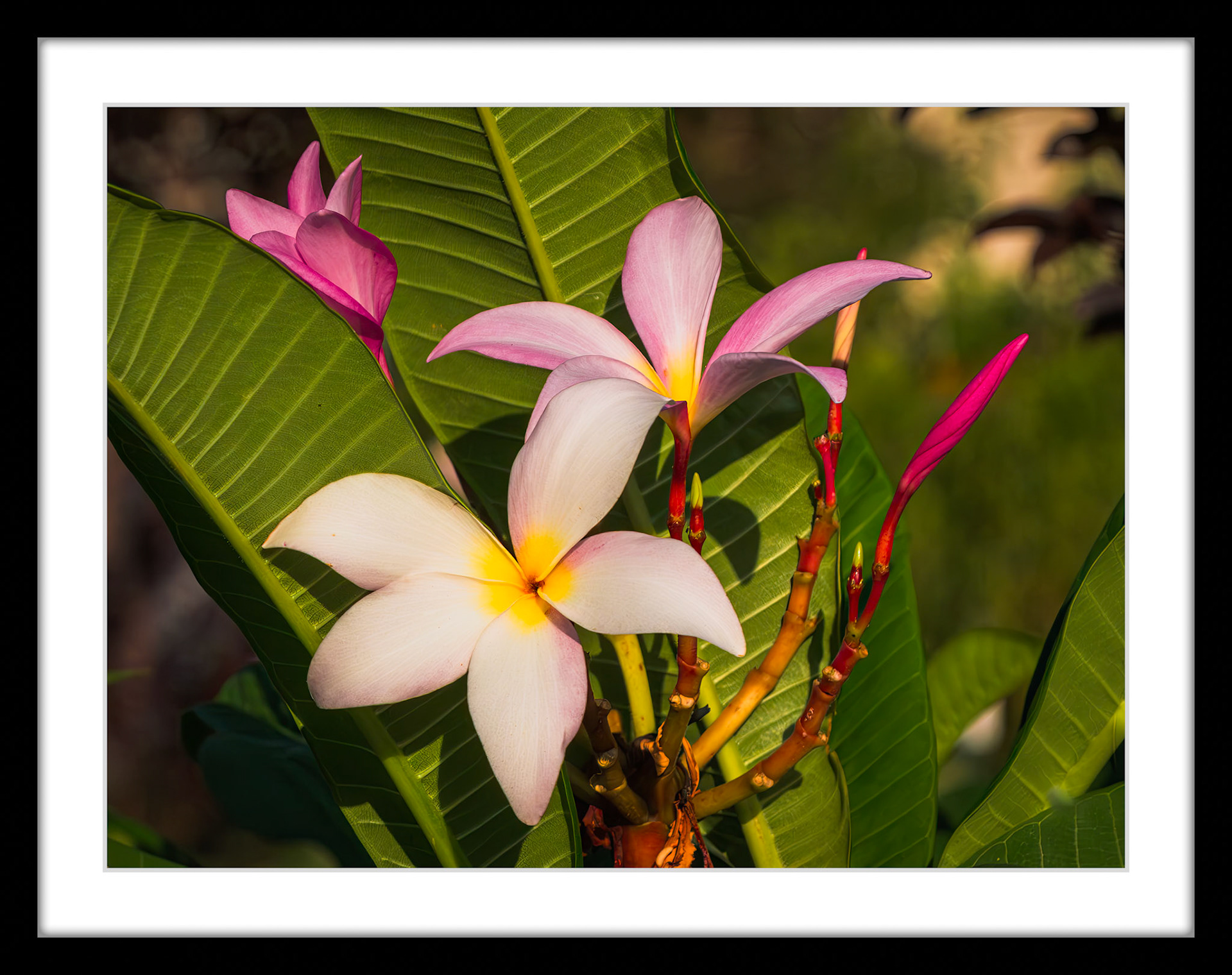 0269 Pink Plumeria