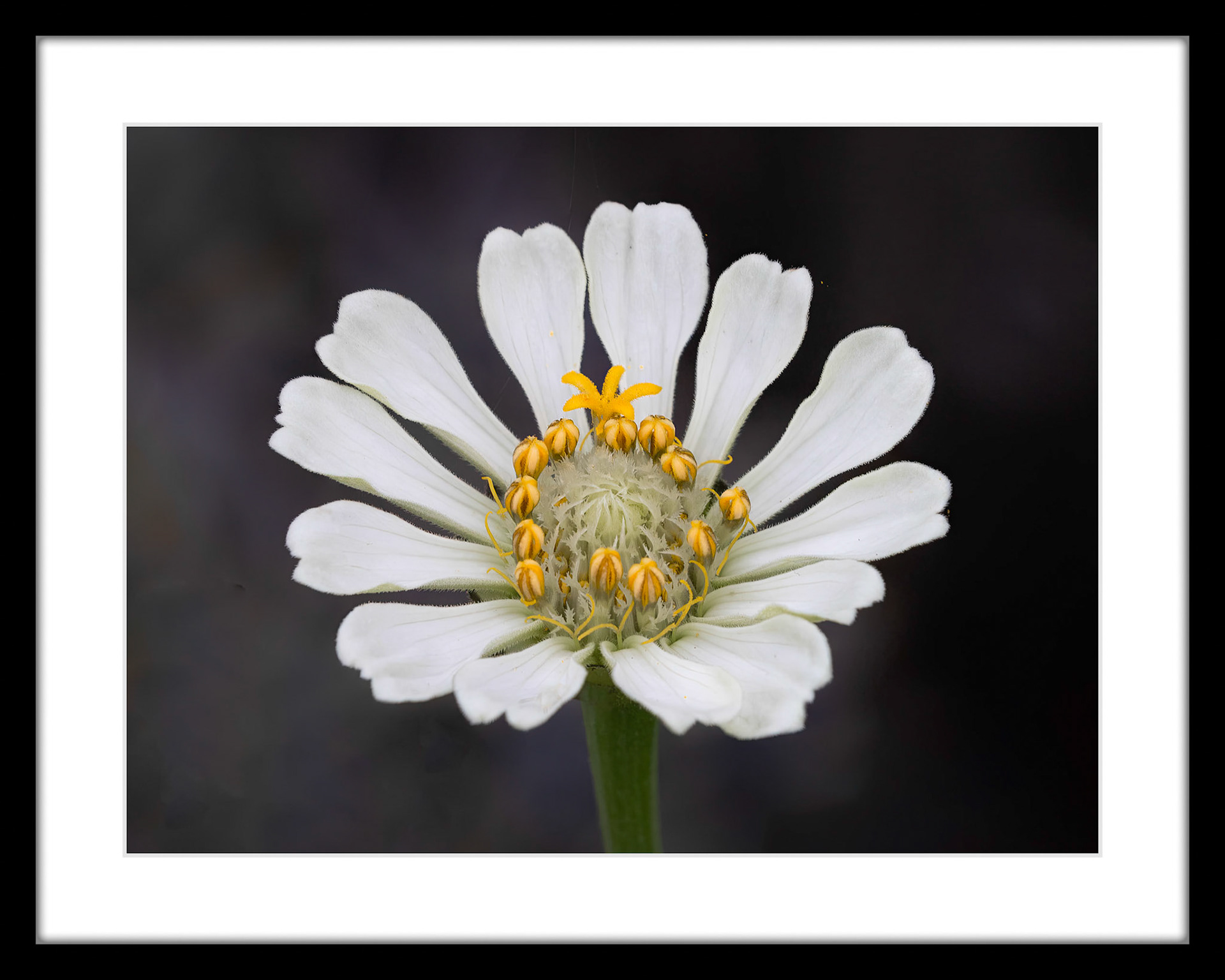 6945 Cosmos