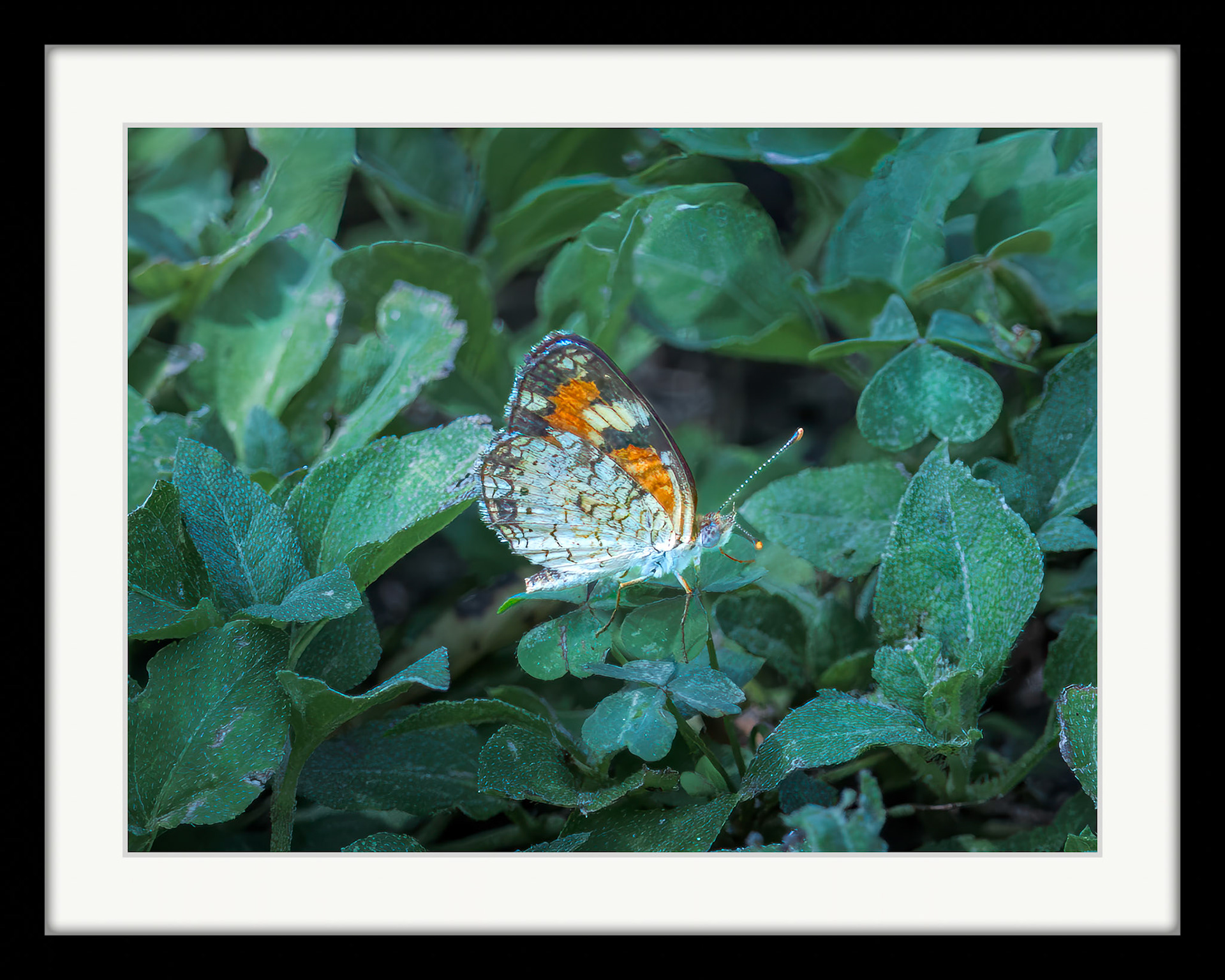 4646  Phaon Crescent