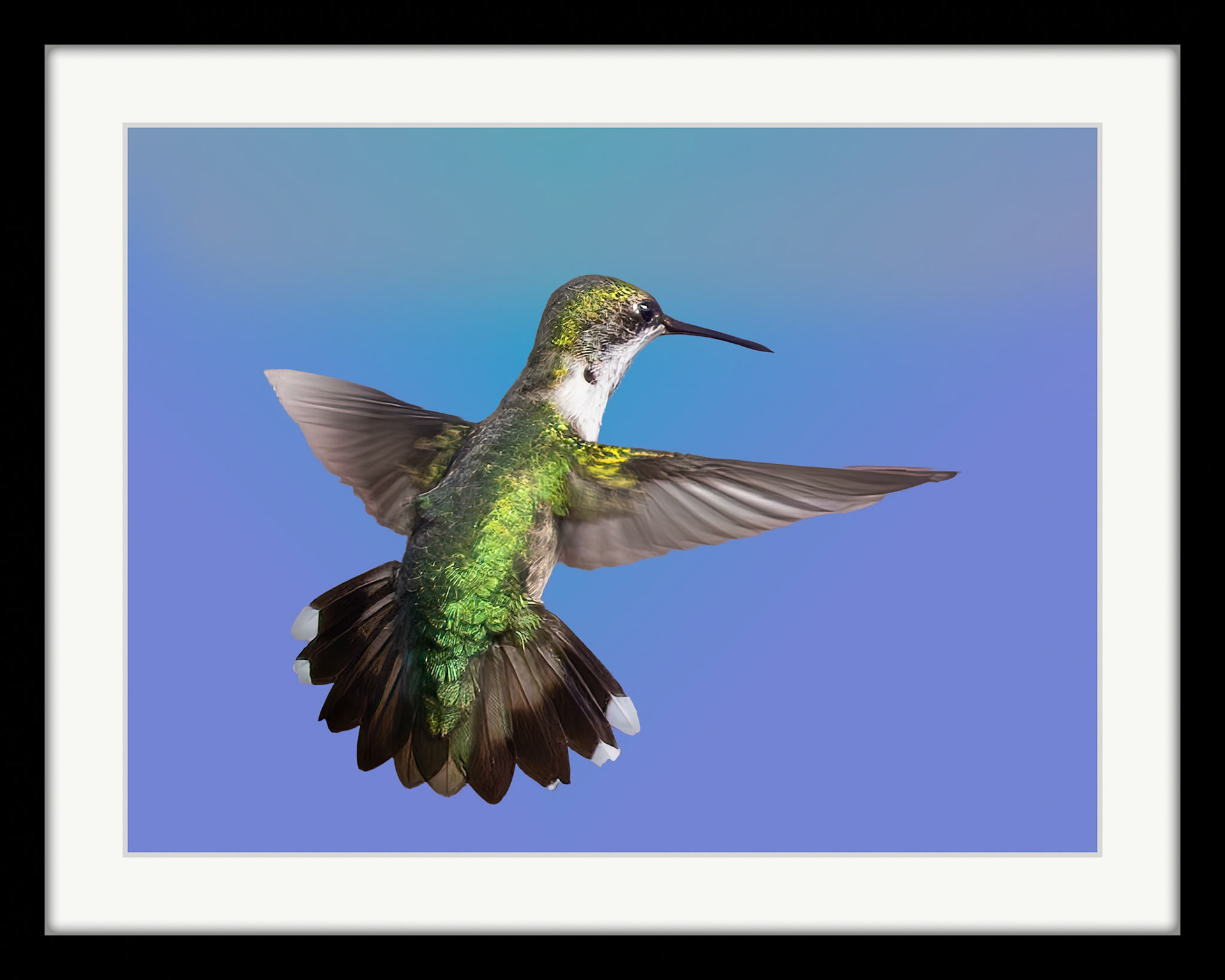 9311 Ruby-throated Hummingbird