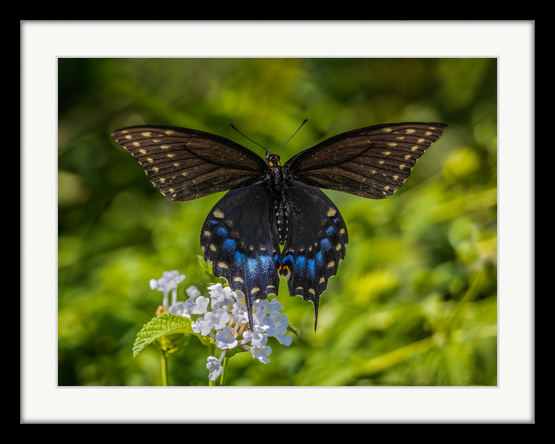 3883 Black Swallowtail