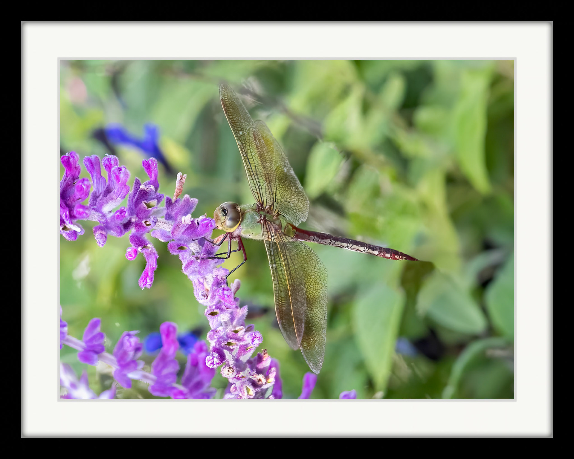 6586 Green Darner