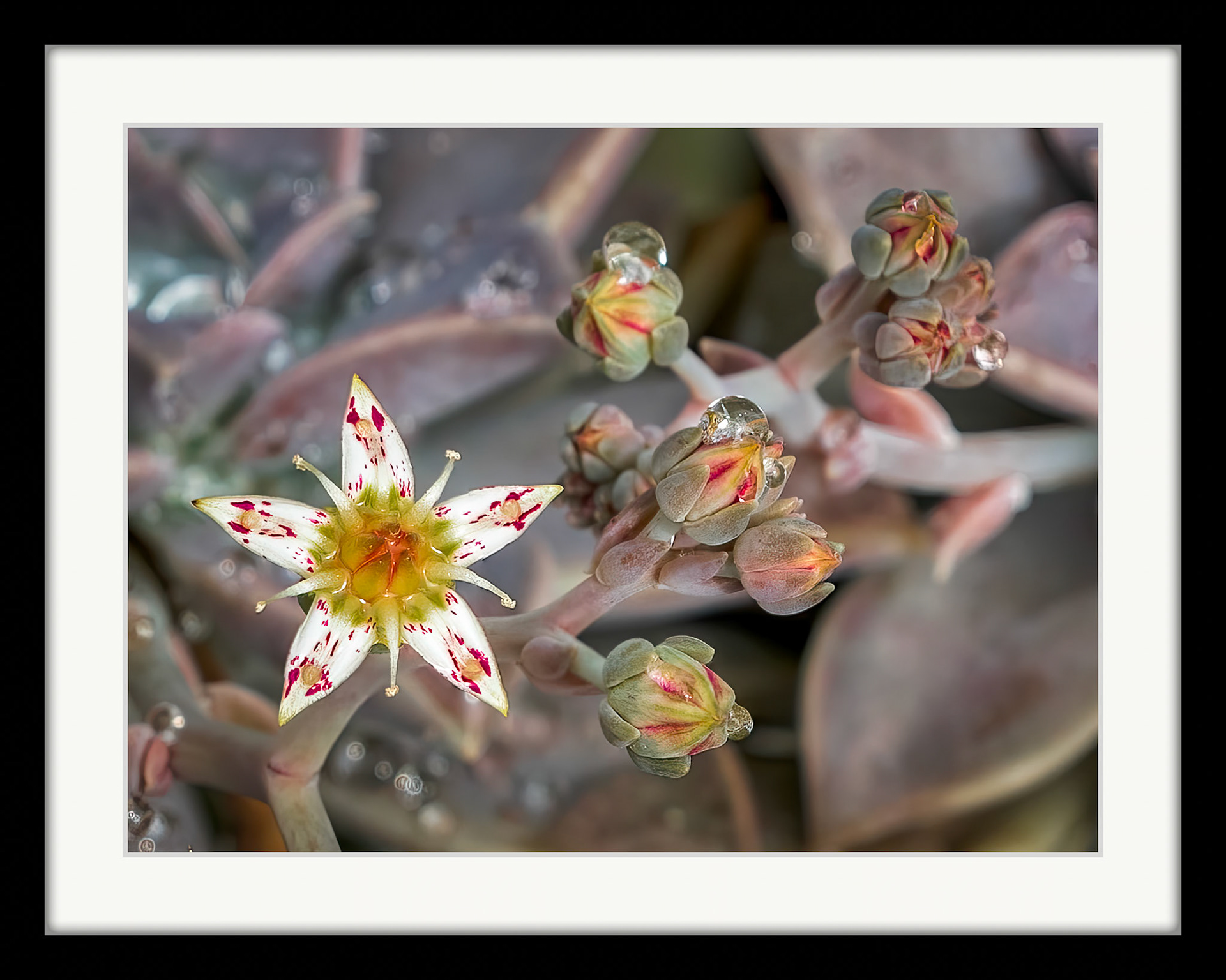 1234 Hens and Chicks
