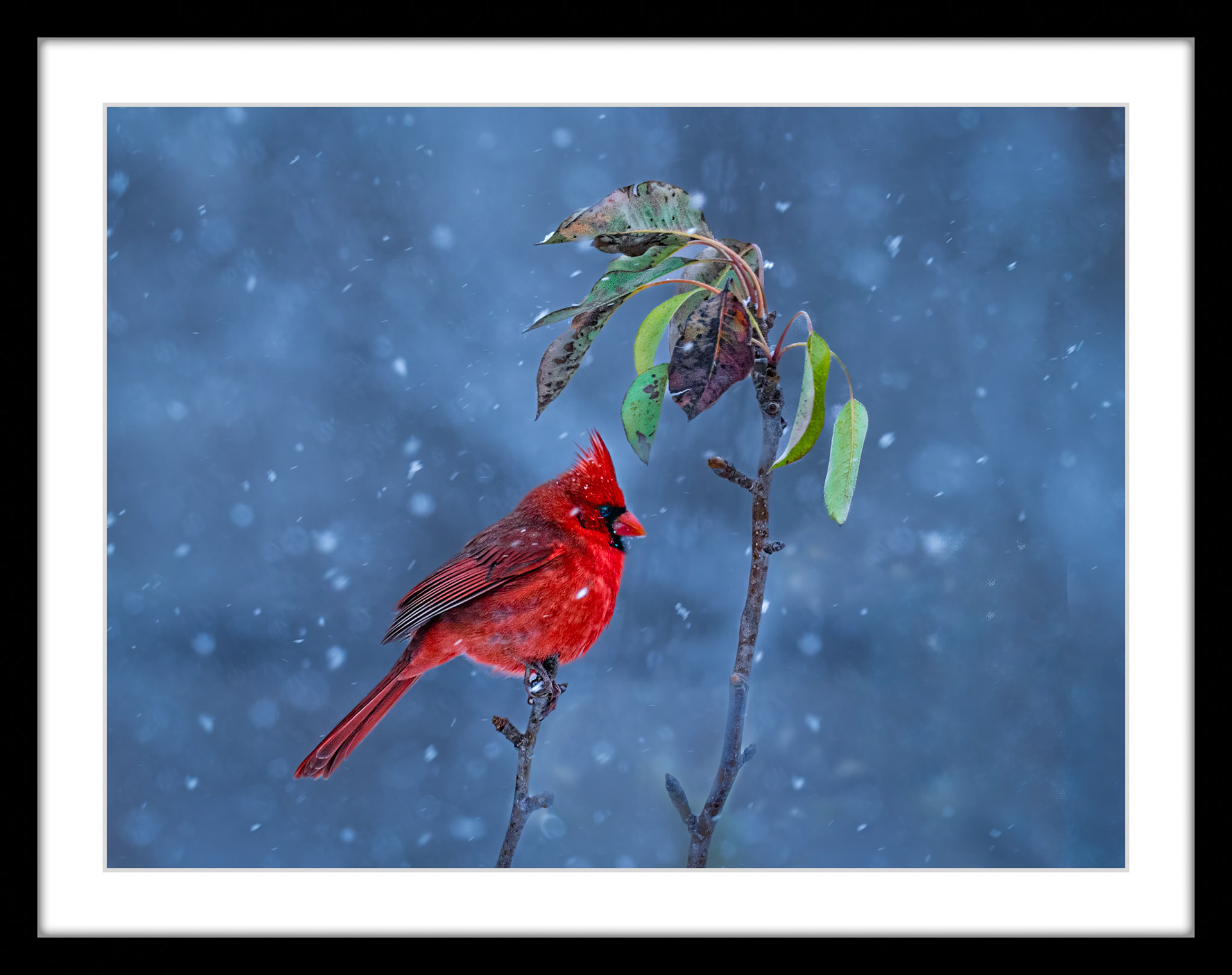 0833 Cardinal