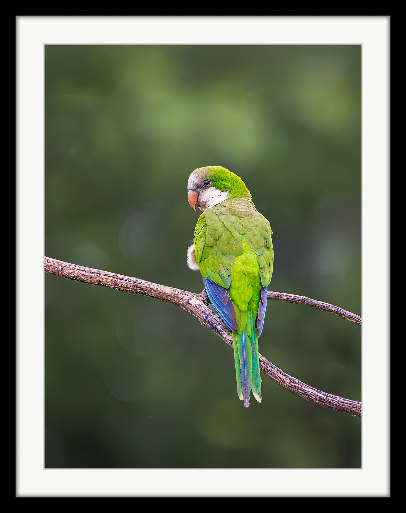 6680 Monk Parakeet