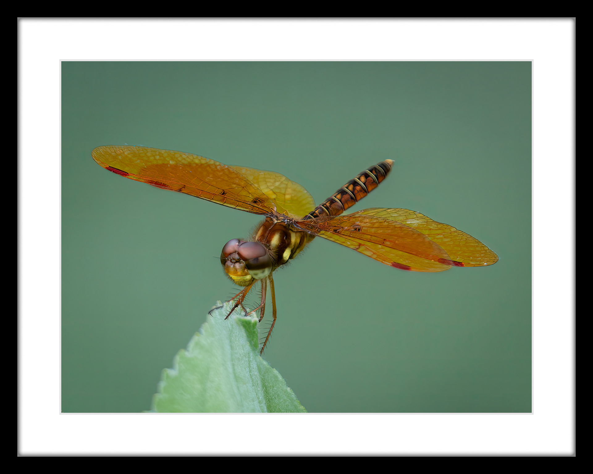 0257 Eastern Amberwing