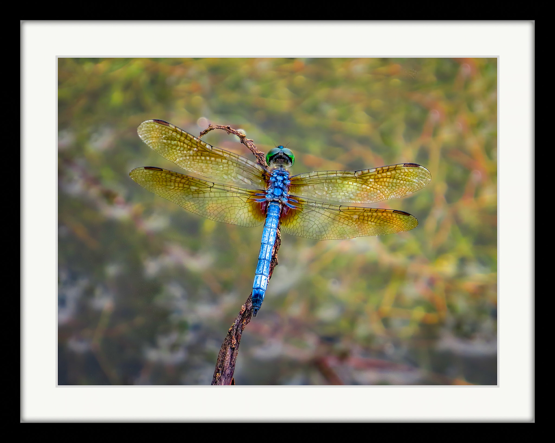 0018 Eastern Pondhawk