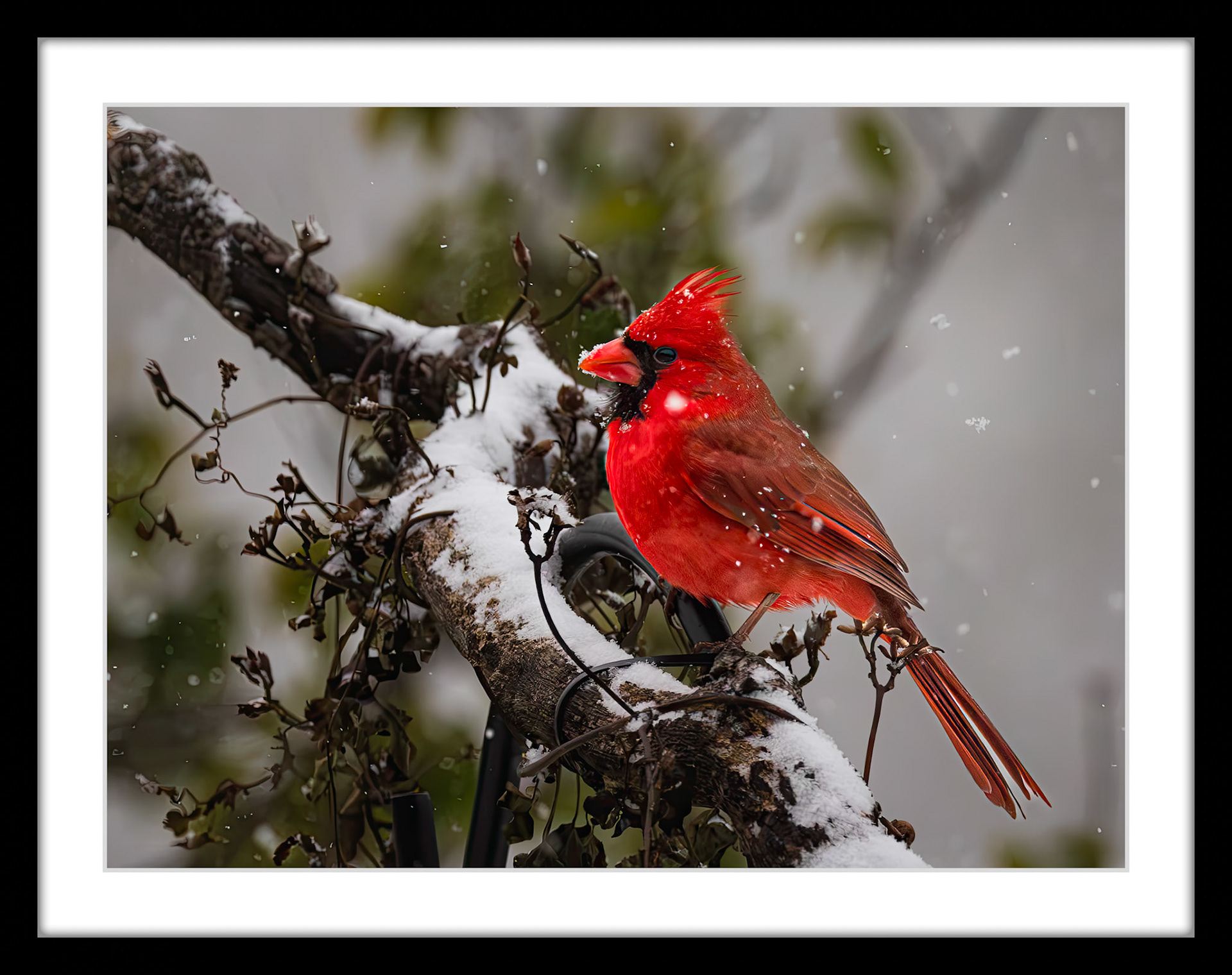 0450 Cardinal