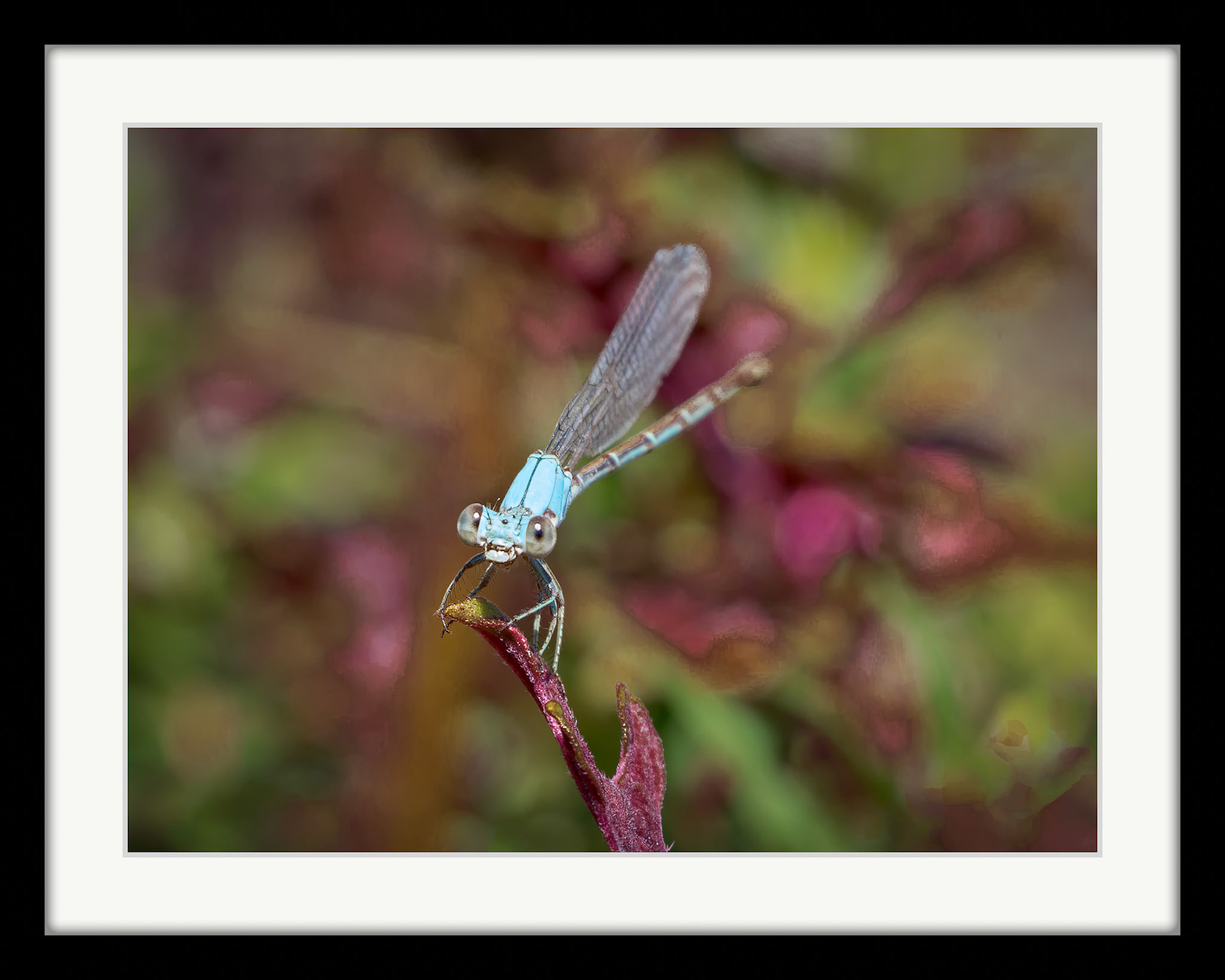 4020 Blue-fronted Dancer