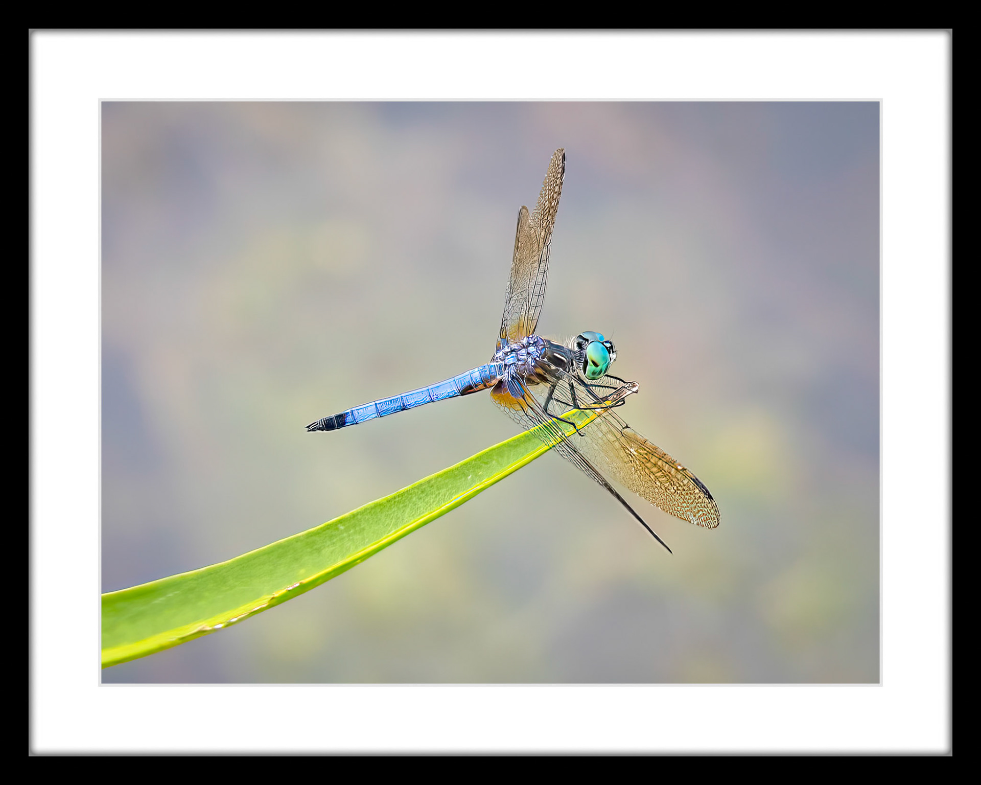 6816 Blue Dasher