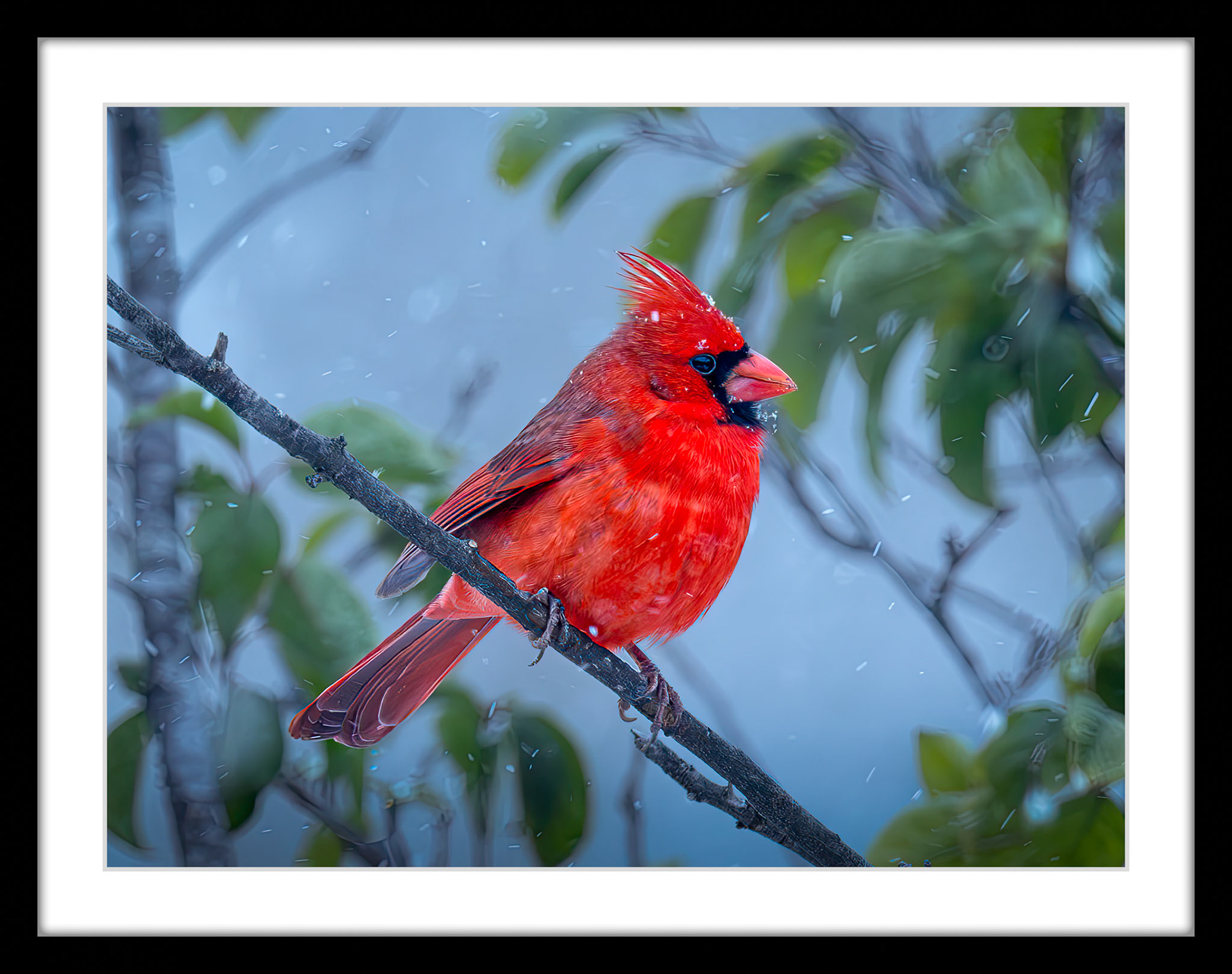 0691 Cardinal