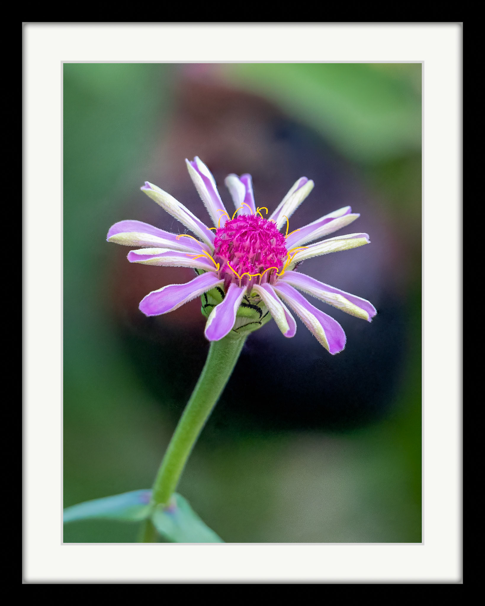 4644 Zinnia