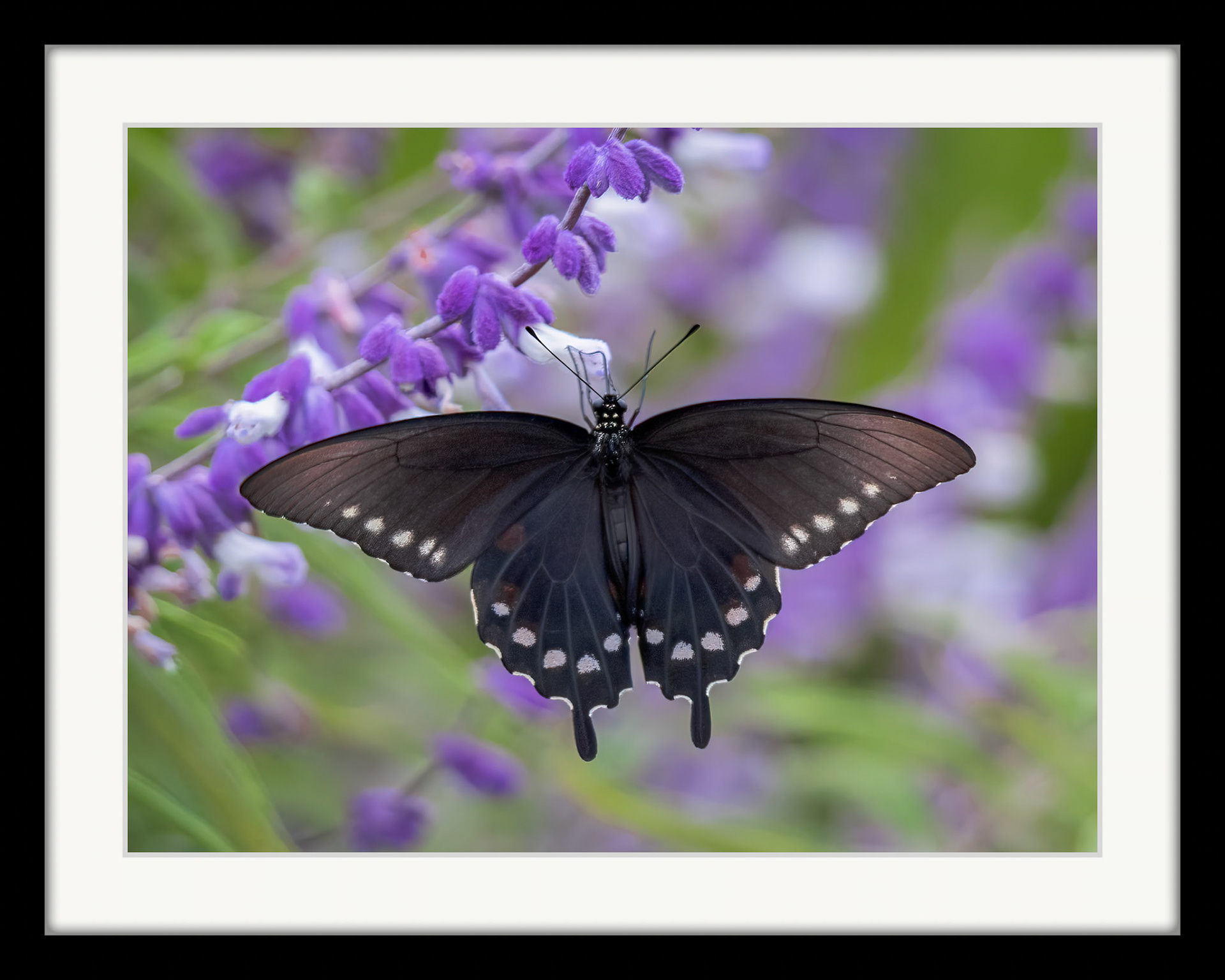 4588 Pipevine Swallowtail