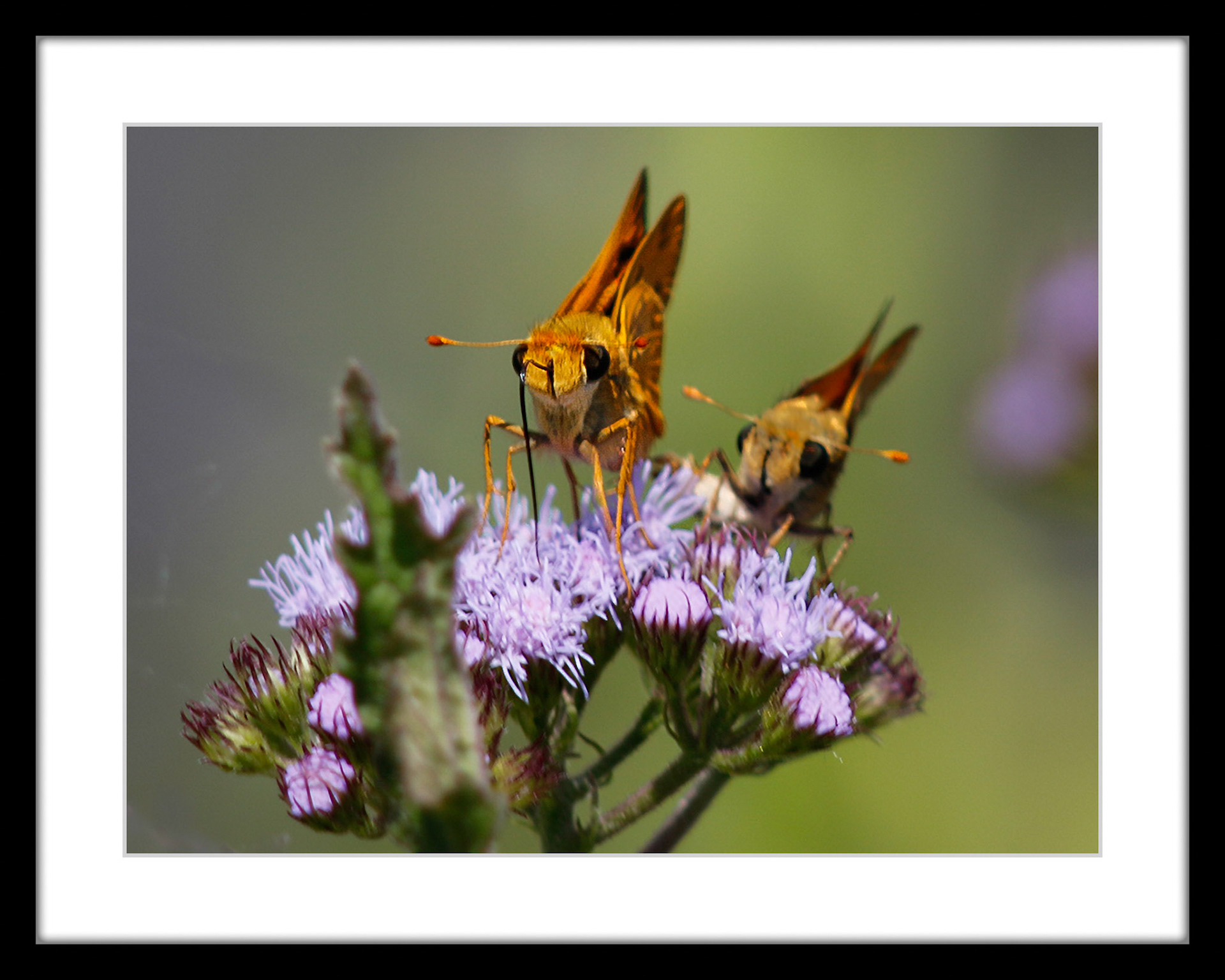 4100 Two Skippers