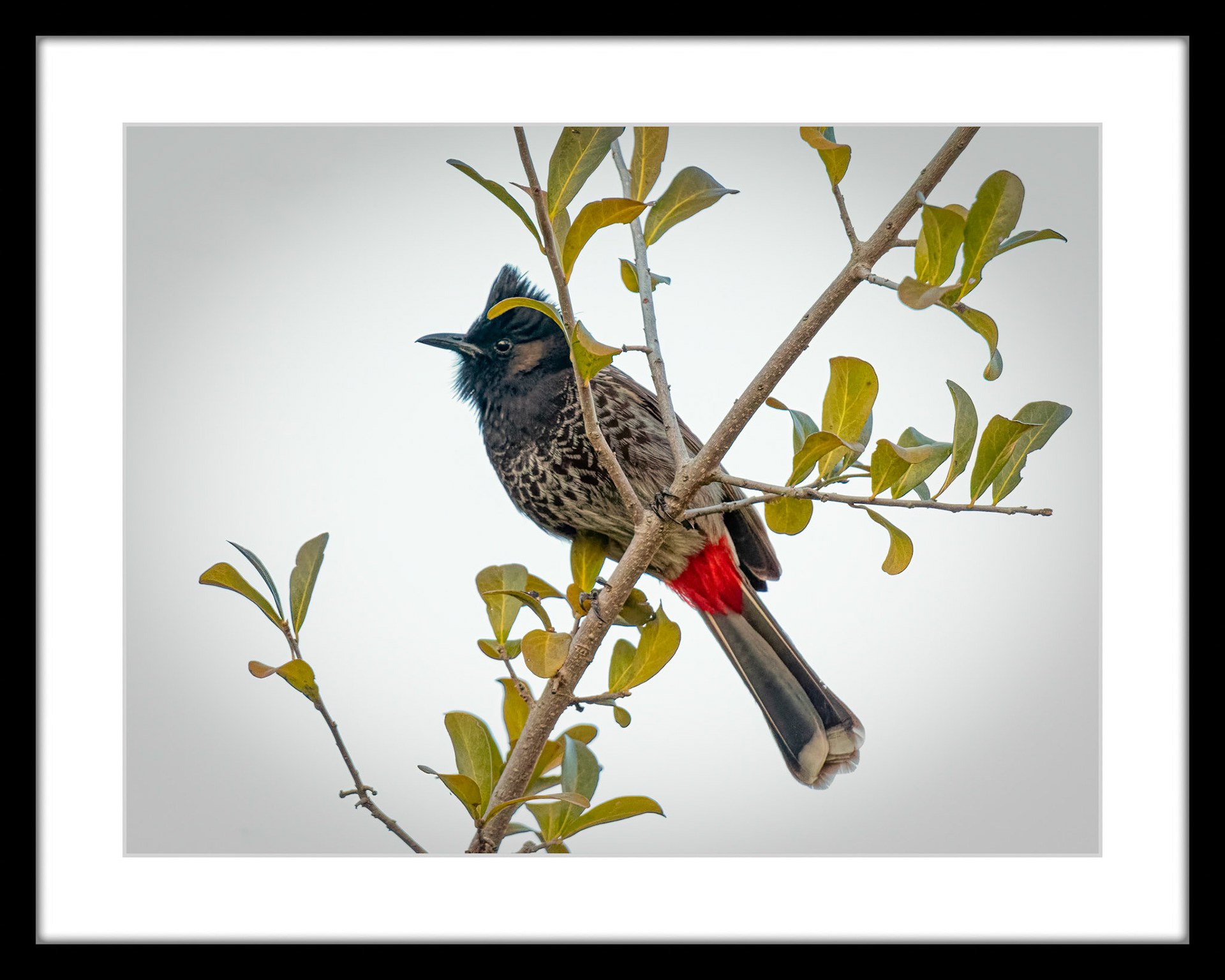 7612 Red Vented Bulbul