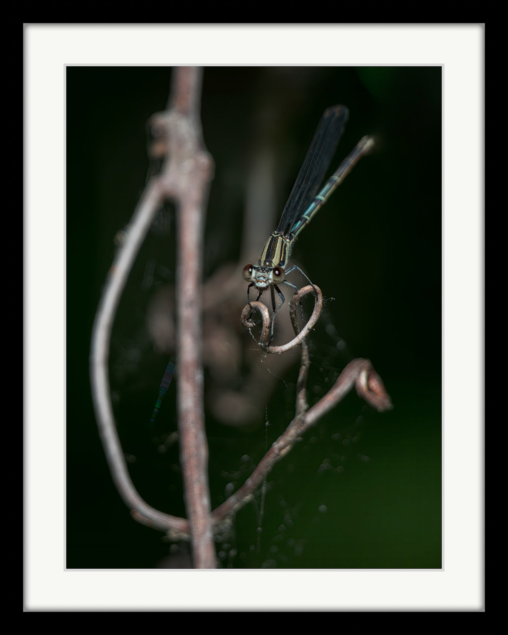 0485 Damselfly