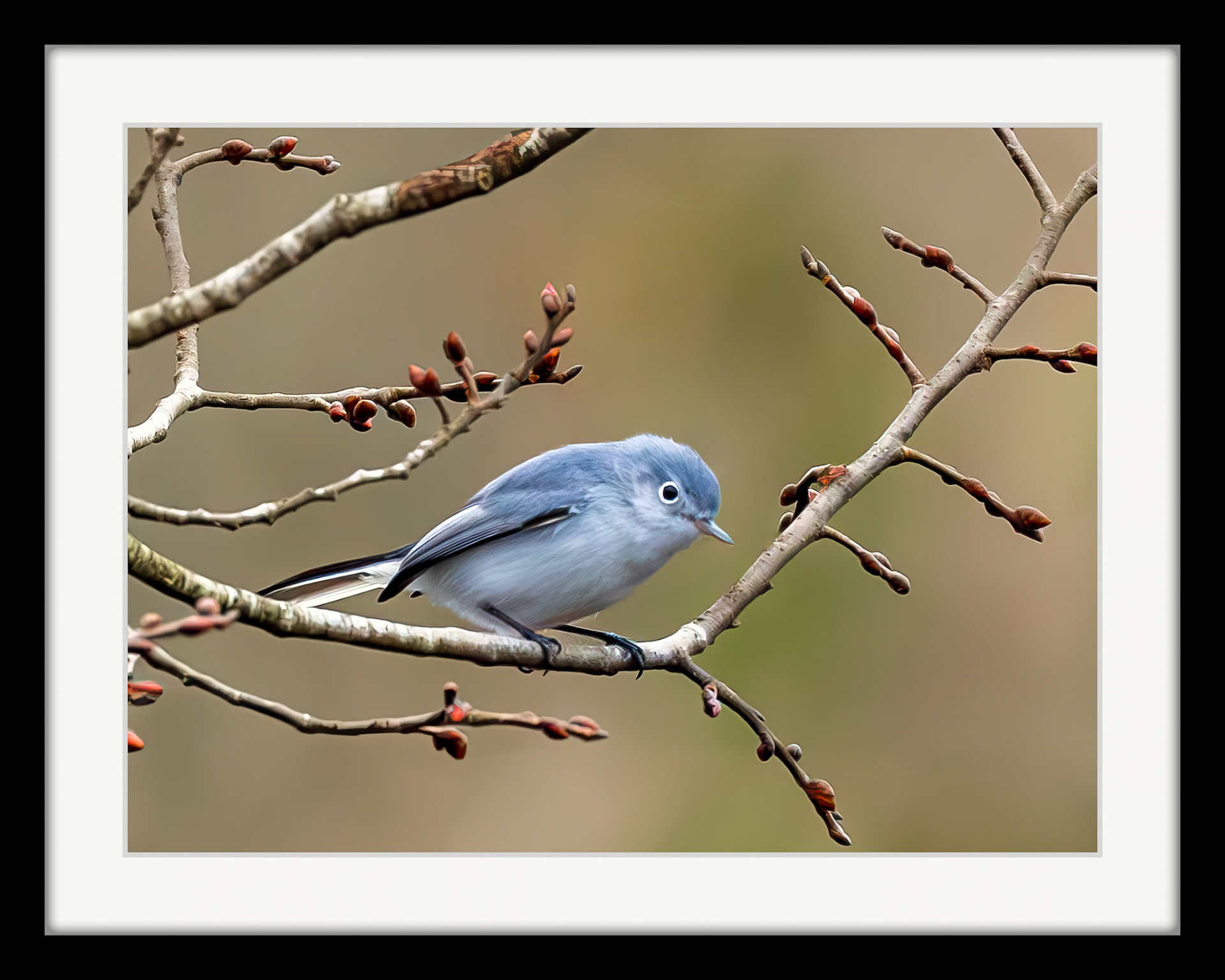 4874 Blue-Gray Gnatcatcher