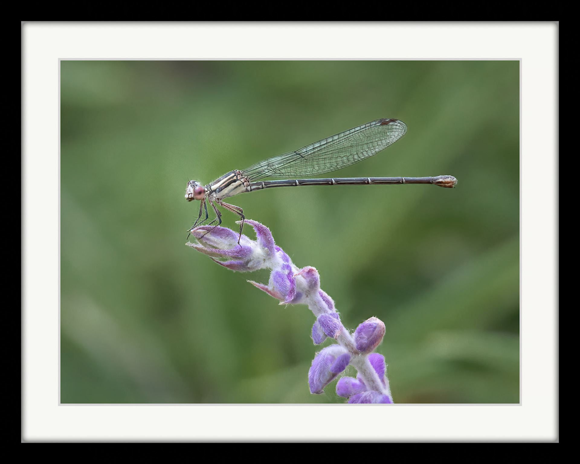 9349 Damselfly