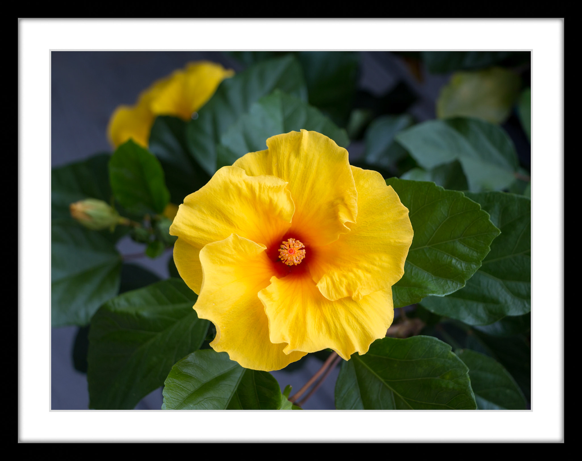 4082 Yellow Hibiscus