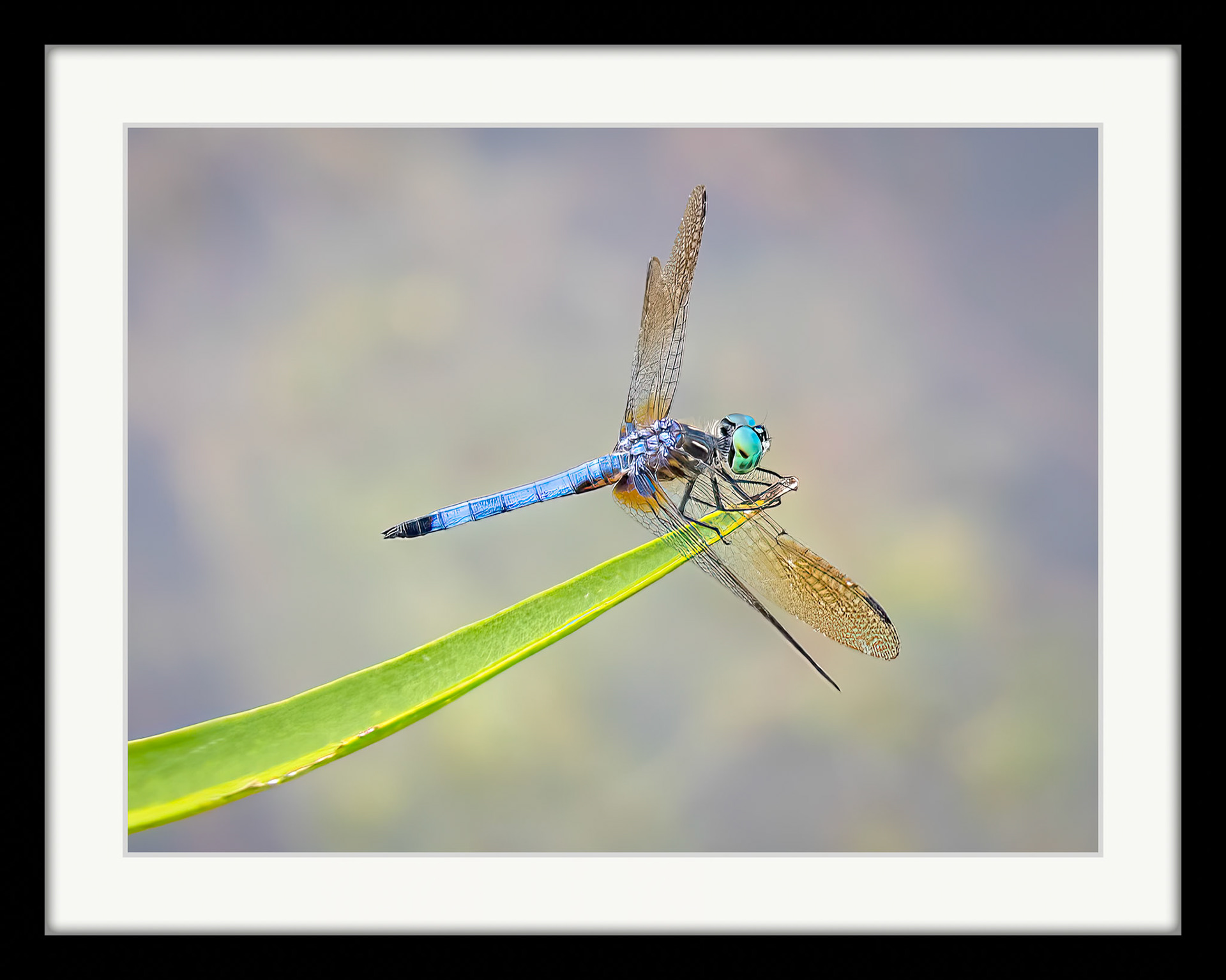 6816 Blue Dasher